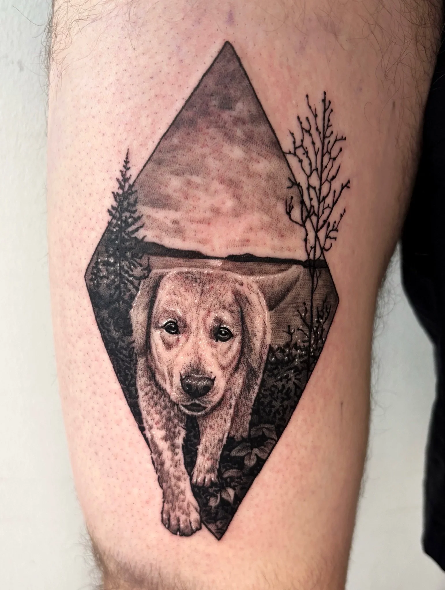 Adorable Dog Portrait by @harveyztattooz 🐾
.
.
.
Artist: @harveyztattooz 
Studio: @obscura.tattoo 
.
.
.
#ottawaartist #ottawatattoo #obscuratattoo #dogtattoo #blackwork