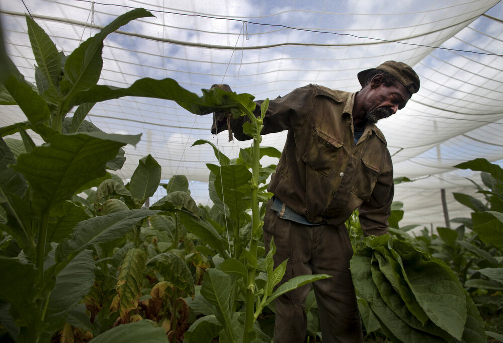  A worker picks tobacco leaves at the Alejandro Robaina  tobacco plantation in the western province of Pinar del Rio, Cuba. January 26, 2015. Photo/Eliana Aponte 