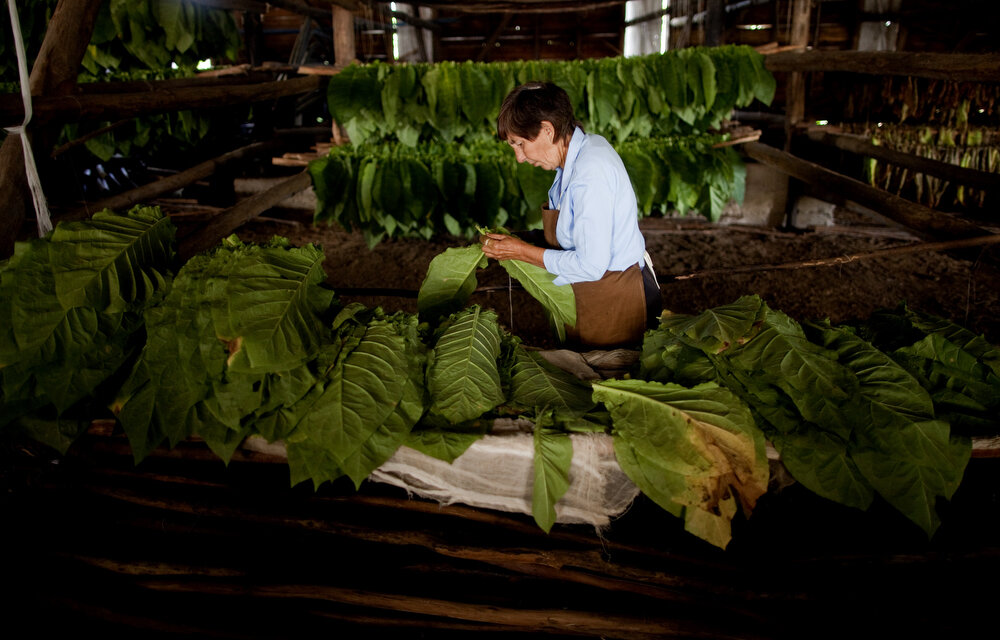  A worker woman arranges  tobacco leaves in warehouse at the Alejandro Robaina  tobacco plantation in the western province of Pinar del Rio, Cuba. January 26, 2015. Photo/Eliana Aponte 