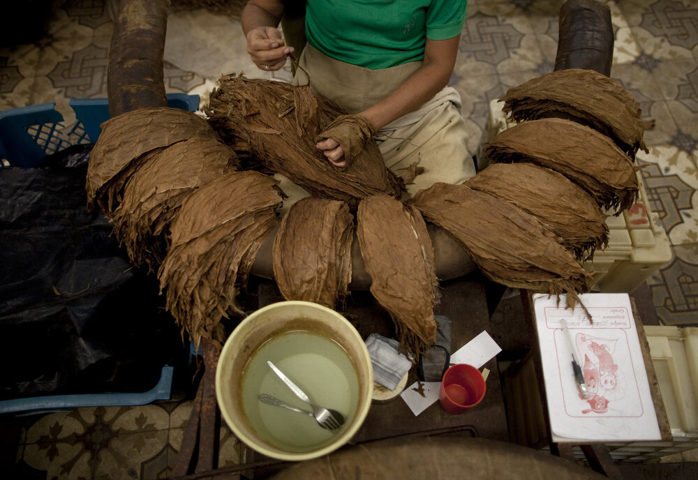  Una Cubana clasifica hojas del tabaco en la fabrica H Upmann para luego ser procesadas como cigarro en La Habana, Cuba, Marzo 1, 2013. Cuba celebra su XV Festival de Tabaco del 26 de Feb al 2 de Marzo en La Habana. Foto: Eliana Aponte 