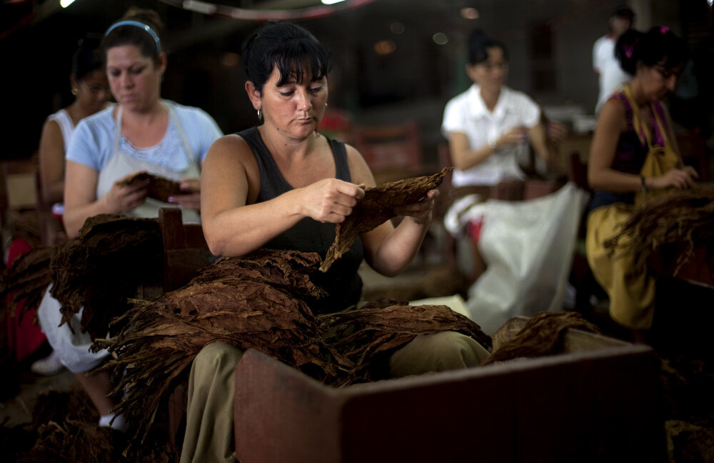  Mujeres campesinas clasifican hojas de tabaco en Vuelta Bajo plantación, Pinar del Rio, Feb 25, 2013. Cuba celebra su XV Festival Habano del 26 de feb al 2 de marzo del 2013 en la Habana. Foto/Eliana Aponte 