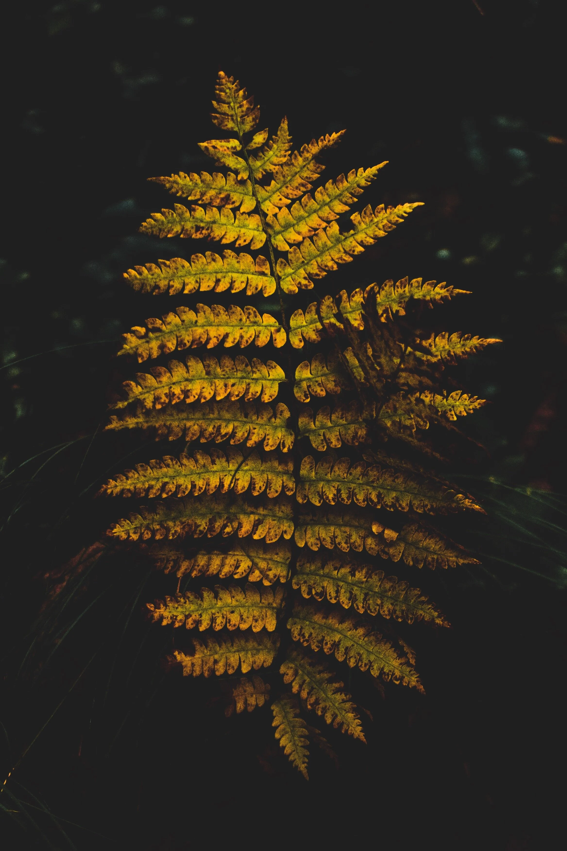 yellow fern.jpeg