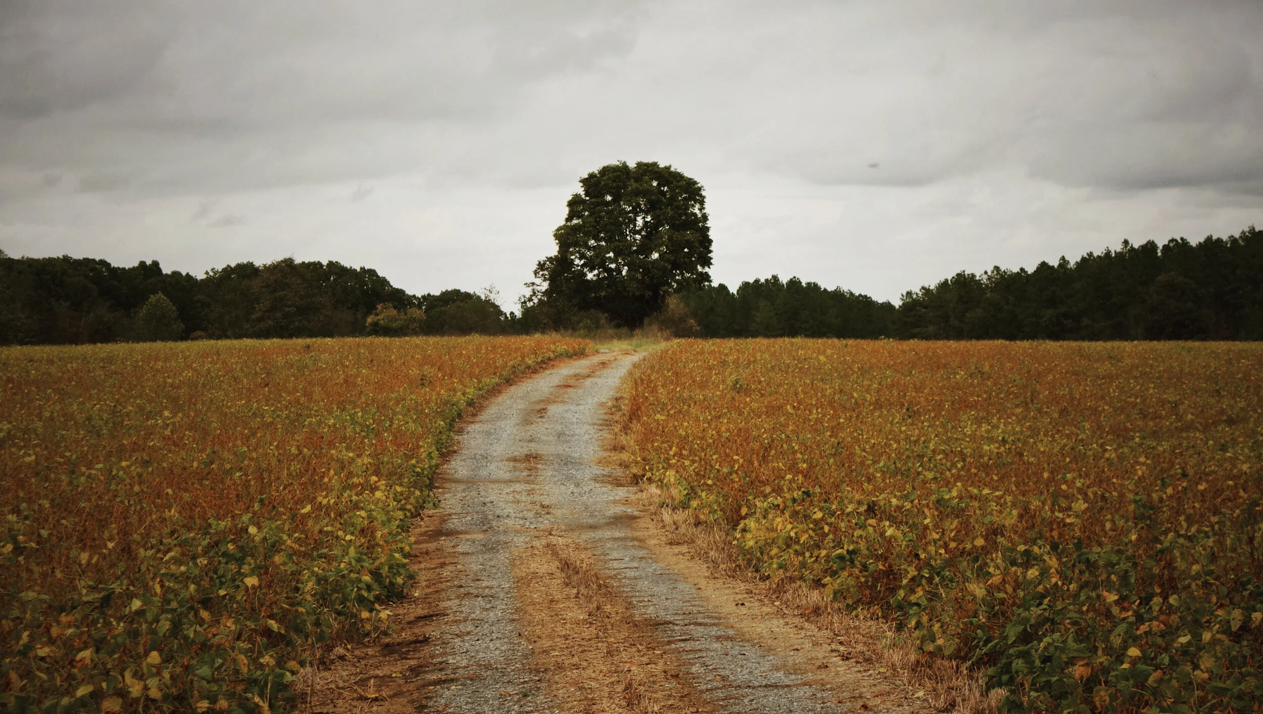 Use of Lines to Guide Viewer .jpg