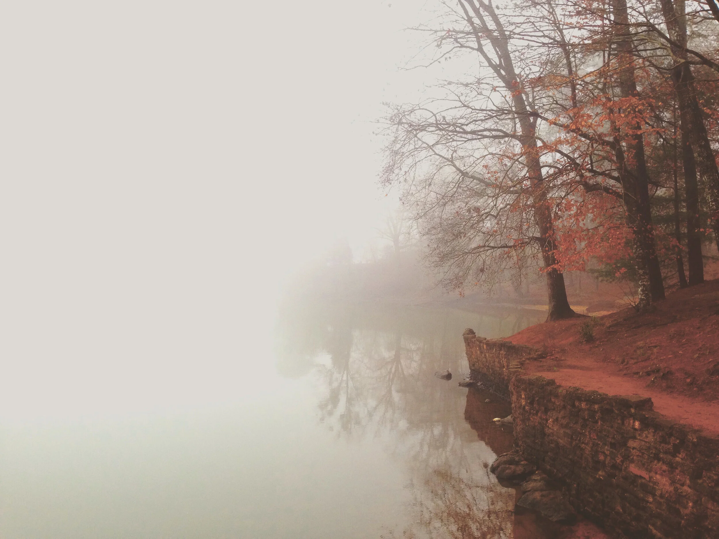 Trees and Fog copy.jpg