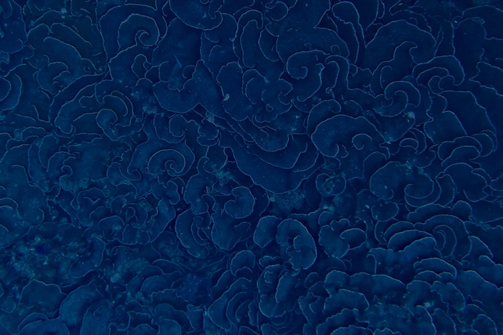 Annual Membership (Concession)