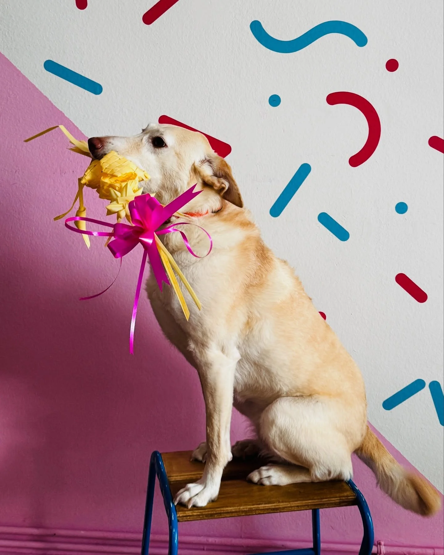 domingo de ramos 
#podenco #podencomix #podencos