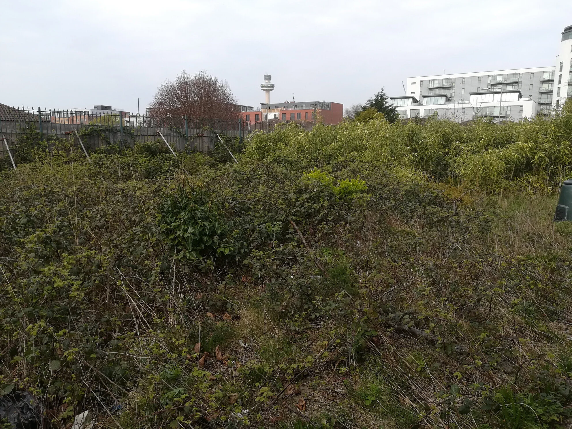 April 2019: Initial Clearance 
The first stage of clearance: cutting down invasive weeds including brambles and bamboo to ground level and removing rubbish that was buried inside. Filling many skips!