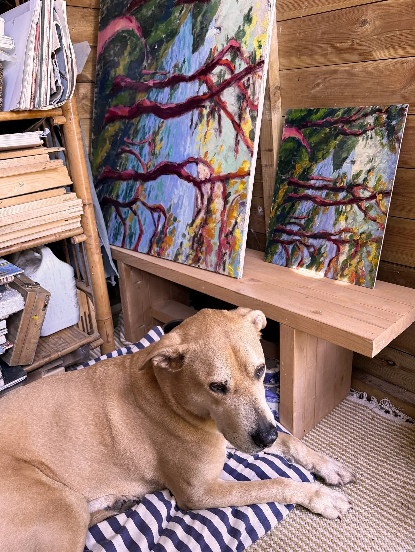 Supervised in the studio, looks a bit unimpressed with me here though. #oilpainting #landscapepainting #cornishlandscape #cornishpainting