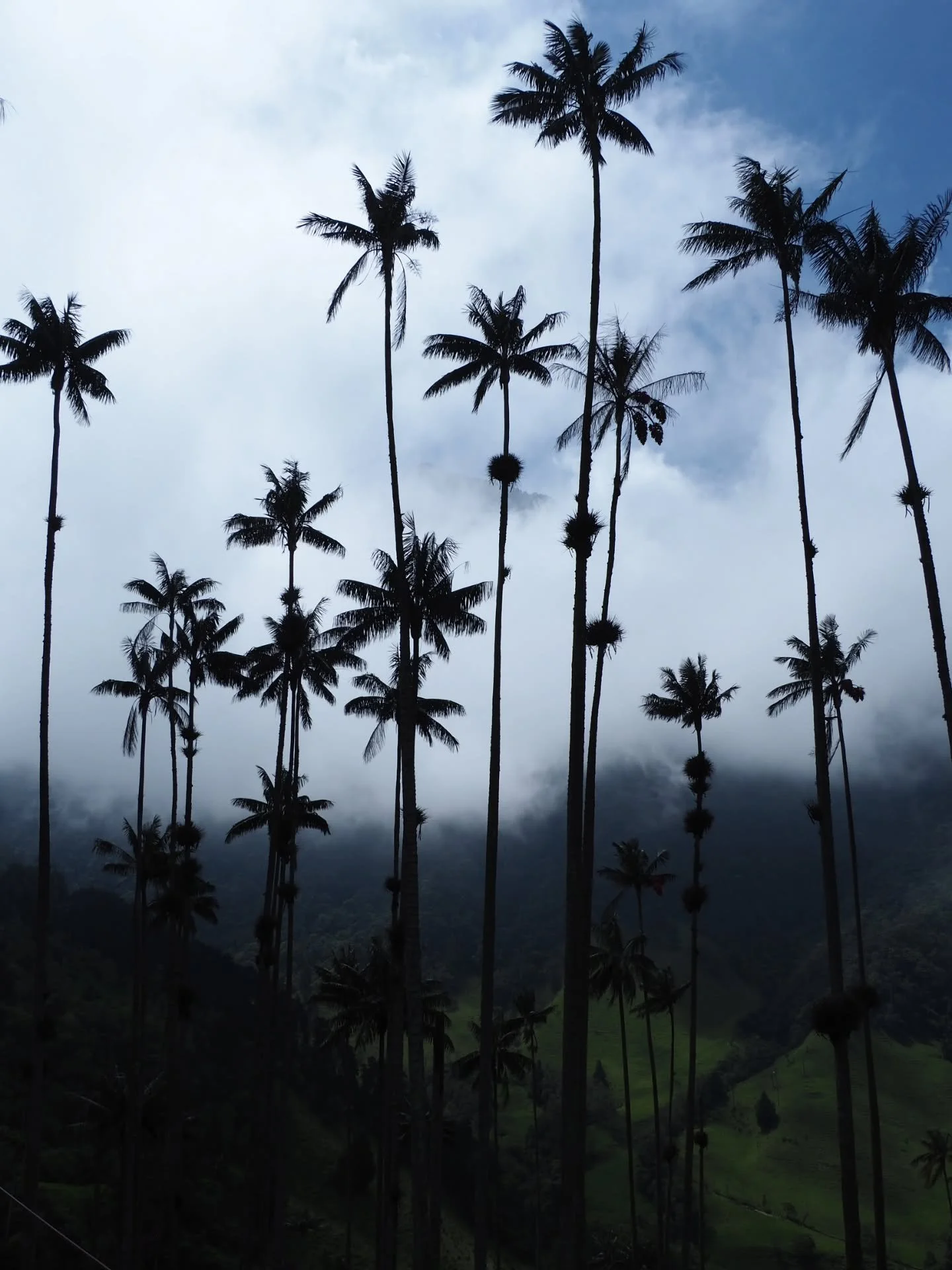 🇨🇴✨ Colombia.

Ce matin j'ai d&eacute;raill&eacute; sur le chemin de l'atelier, j'ai aussi oubli&eacute; mon iPad &agrave; la maison. Alors pour me changer les id&eacute;es je replonge dans mes photos de notre voyage en Colombie au mois de mars. C'