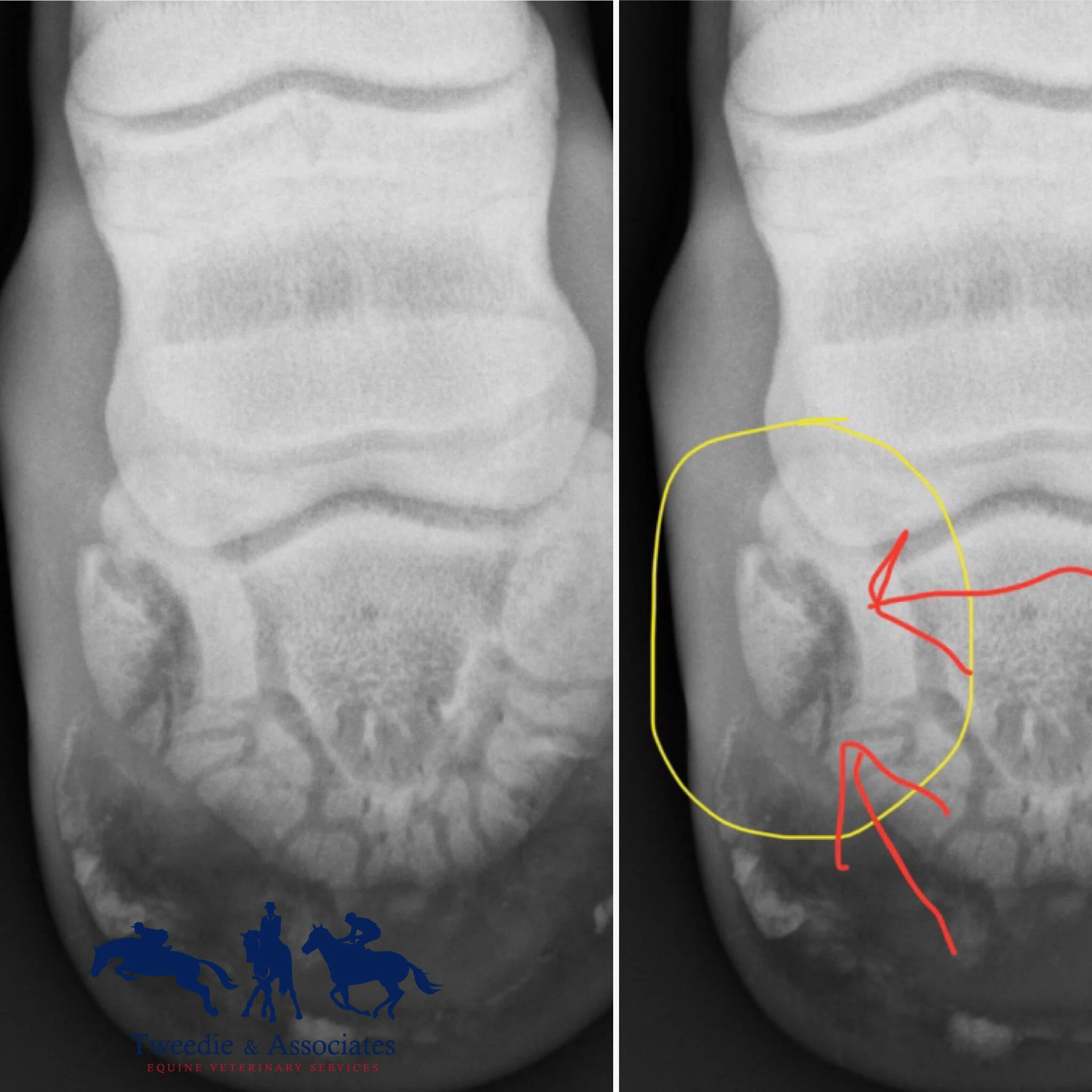 Fractured Pedal Bones — Tweedie Equine Vet Services