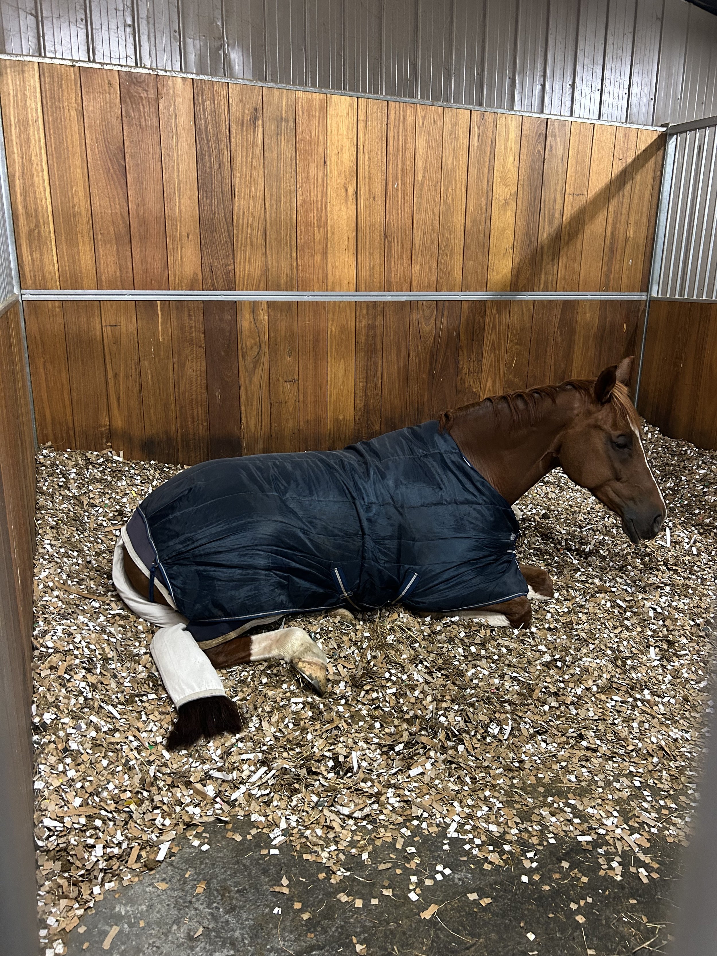 What do we bed our horses on?
