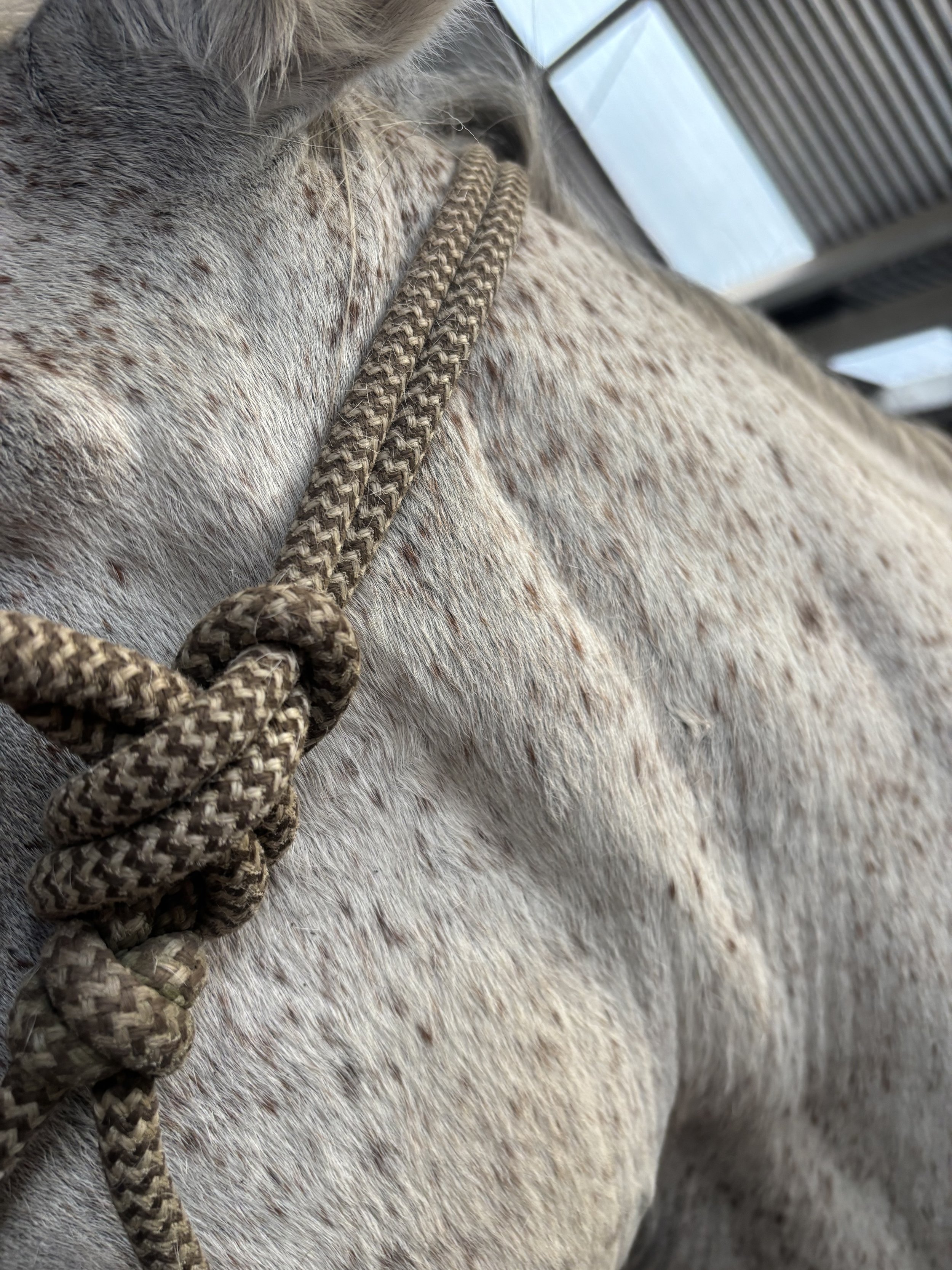 Equine melanomas