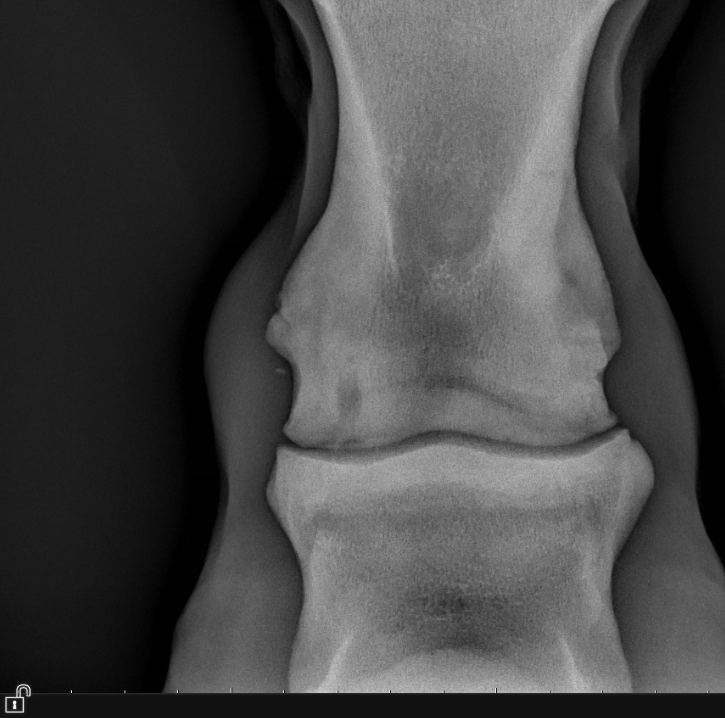 Ringbone Ring Bone in horses β Tweedie Equine Vet Services