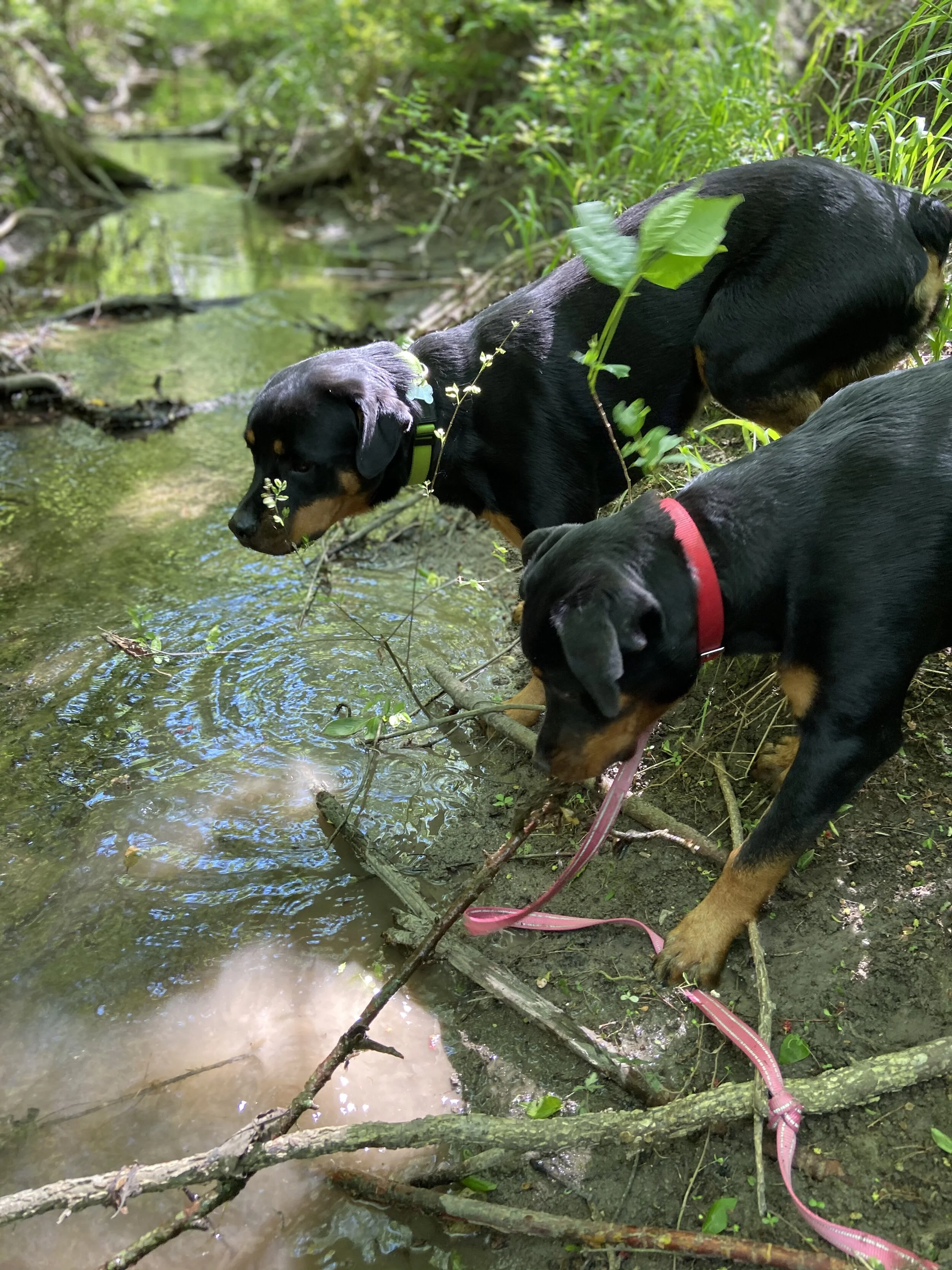 Dog’s eye view: 3 great options for you and your pup