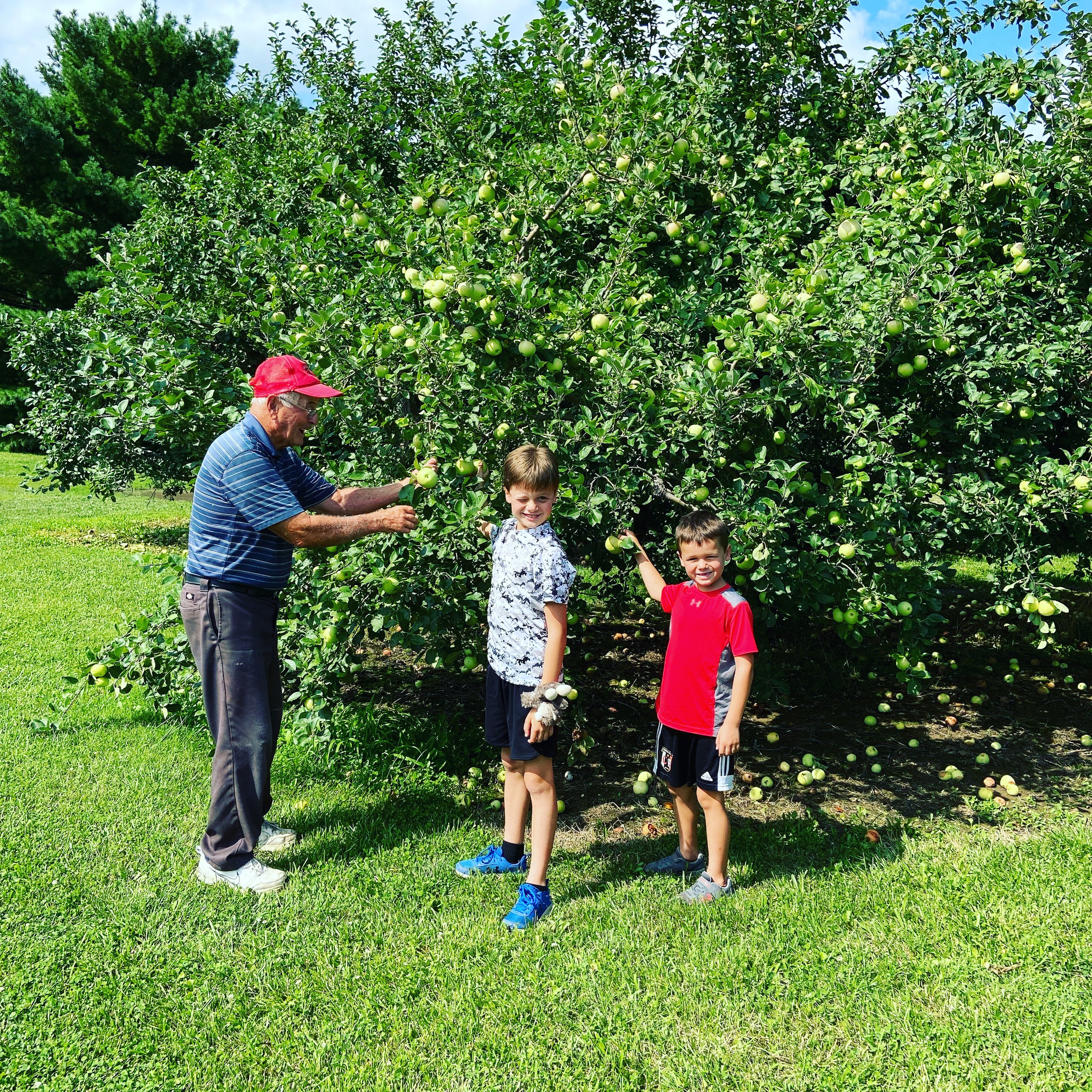 Grandpa B. Picking Apples With The Moser Boys - 2021