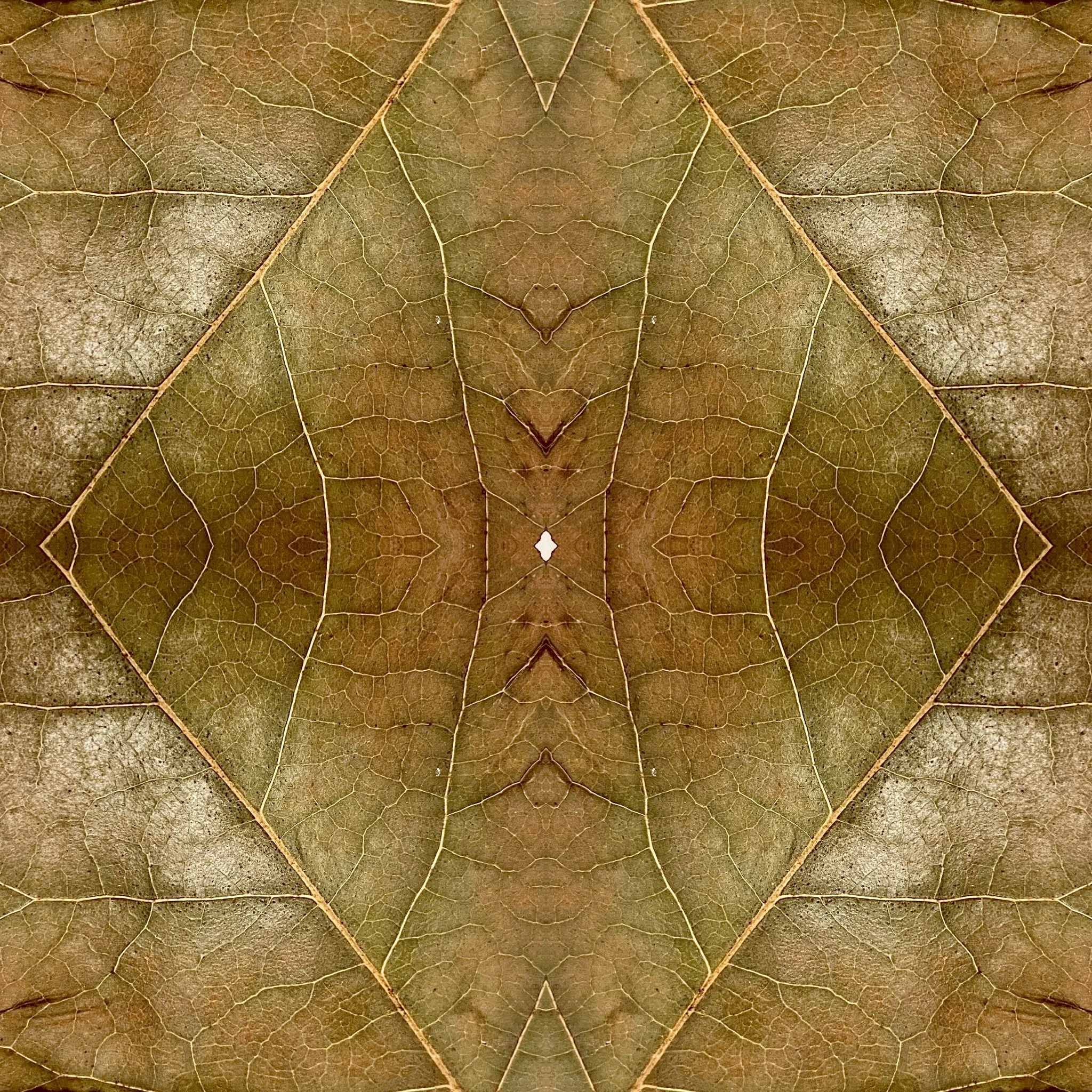 Cairngorms 2030 Artist in Residence