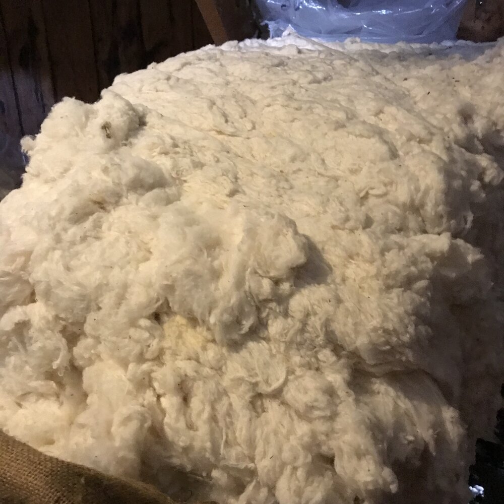 Sheep's wool ready for spinning!