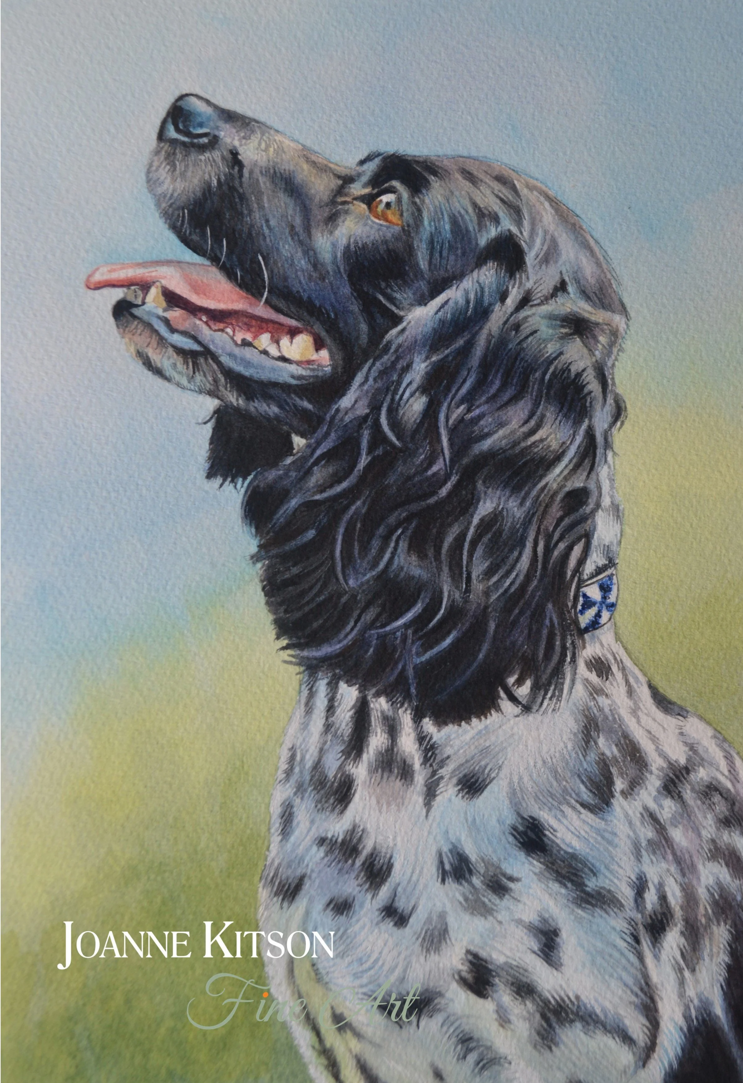 'Walkies?' | Springer Spaniel Watercolour Portrait Painting