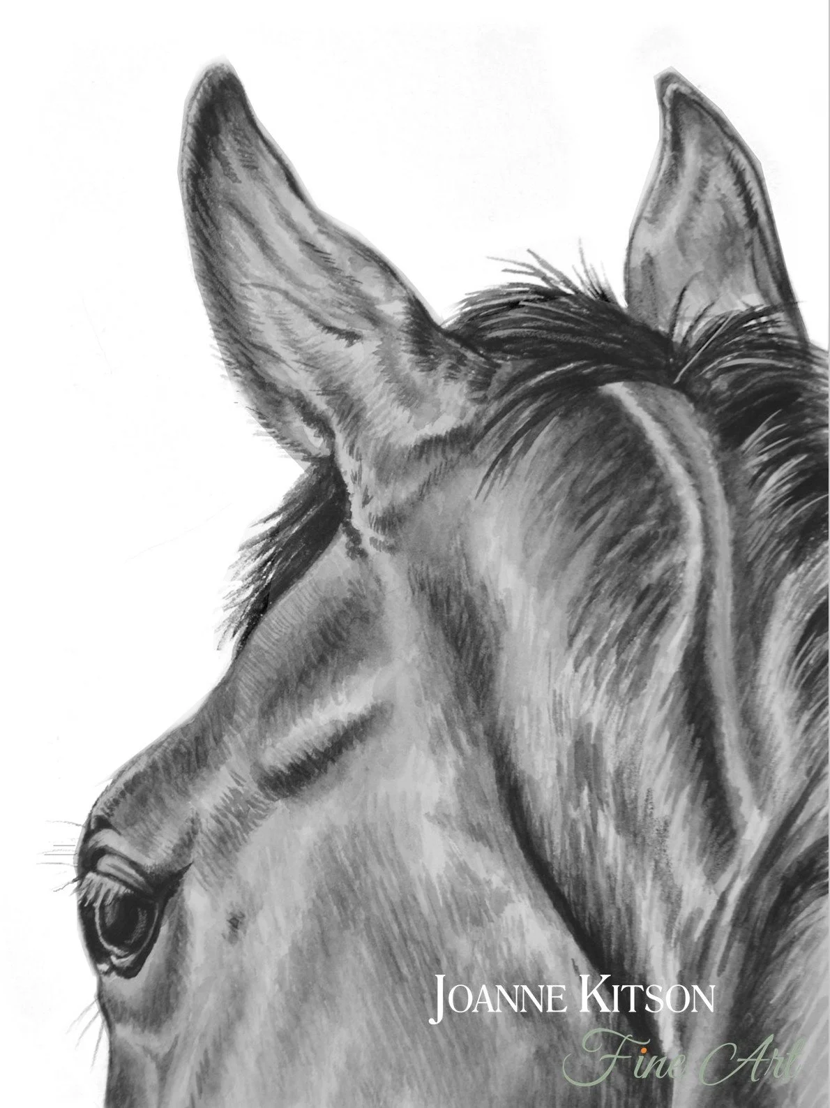 'Close Contact III' | Equine Portrait by Joanne Kitson