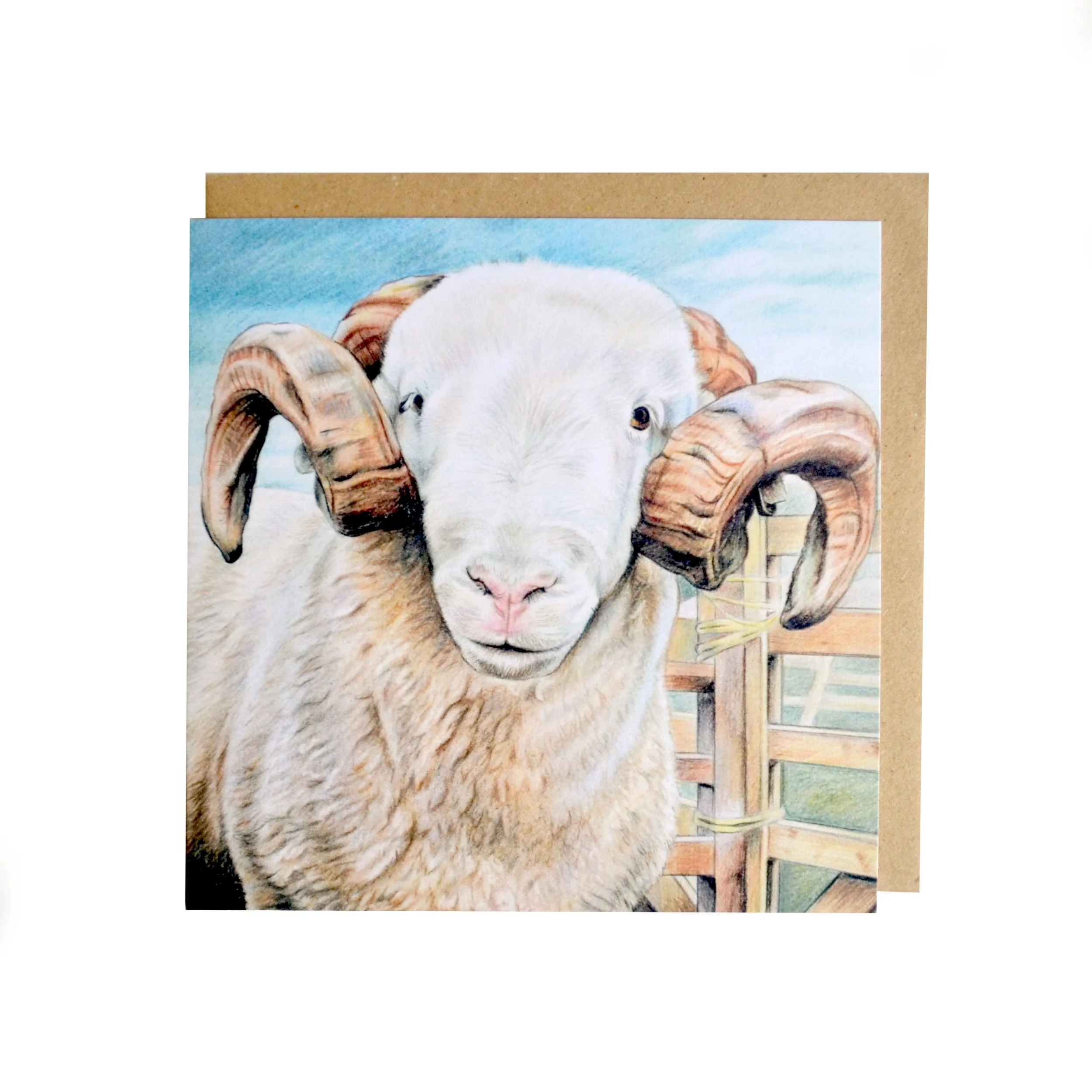 Whitefaced Woodland.jpg