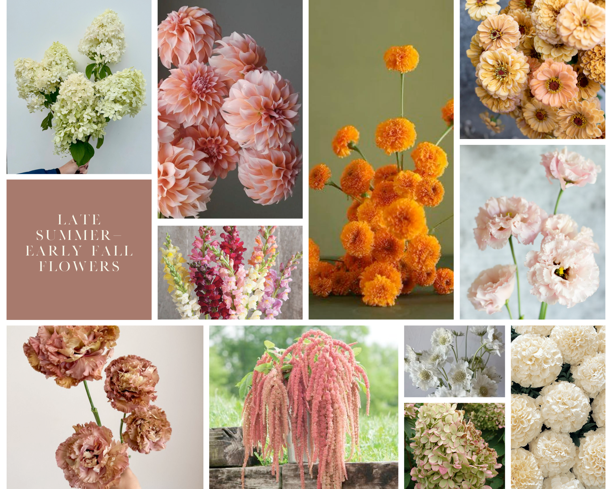 Seasonal Fall Flower Inspiration in Minnesota