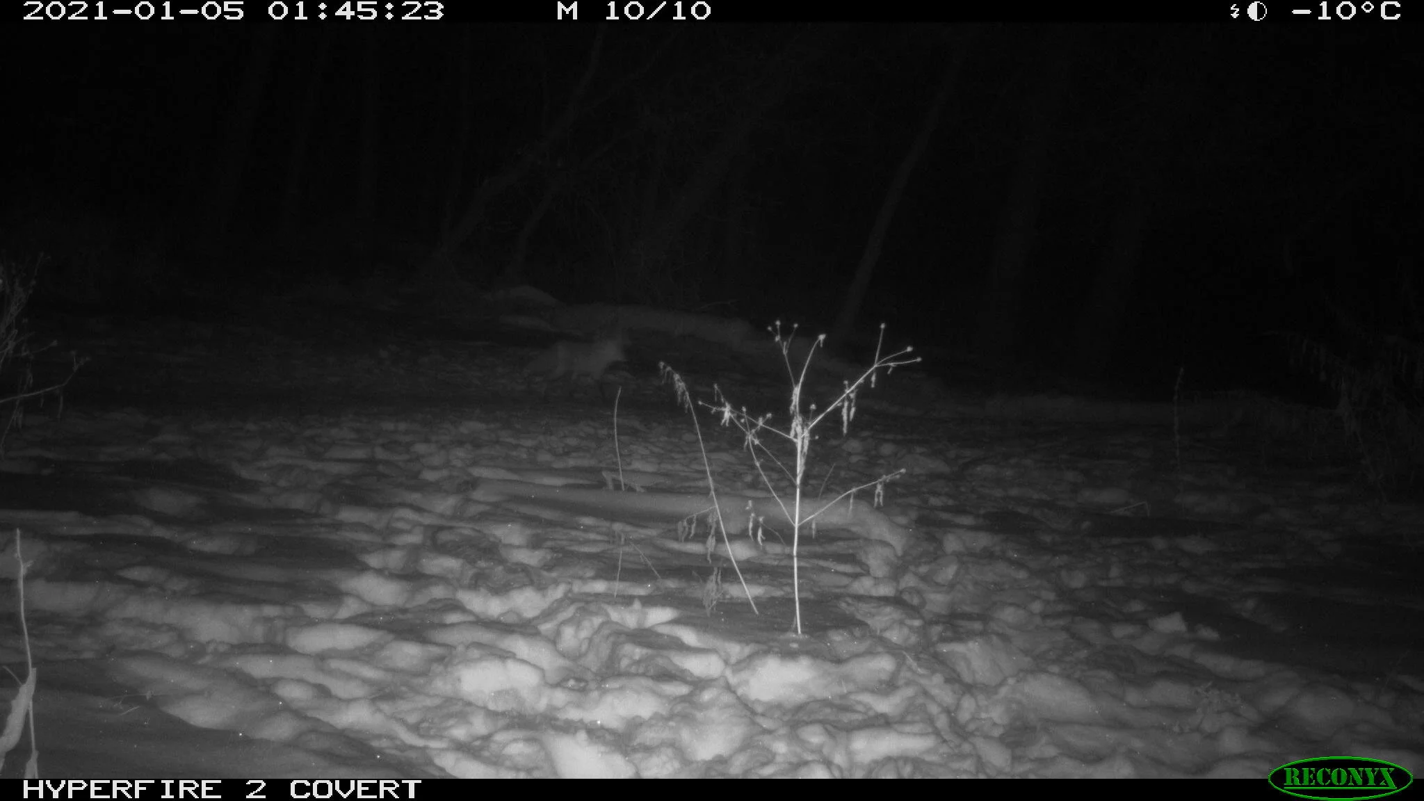 Red fox, Vulpes vulpes