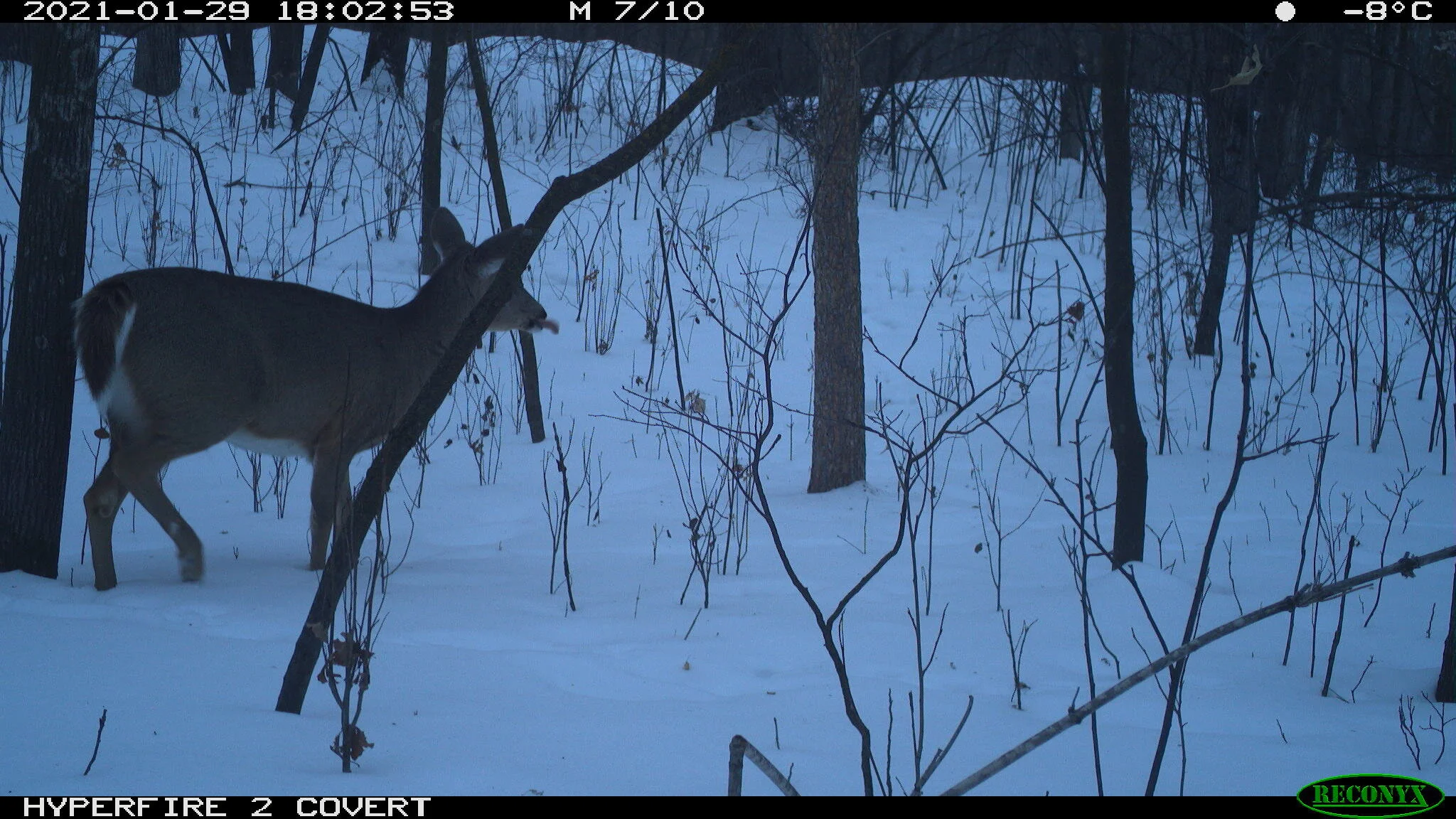 White-tailed deer, Odocoileus virginianus