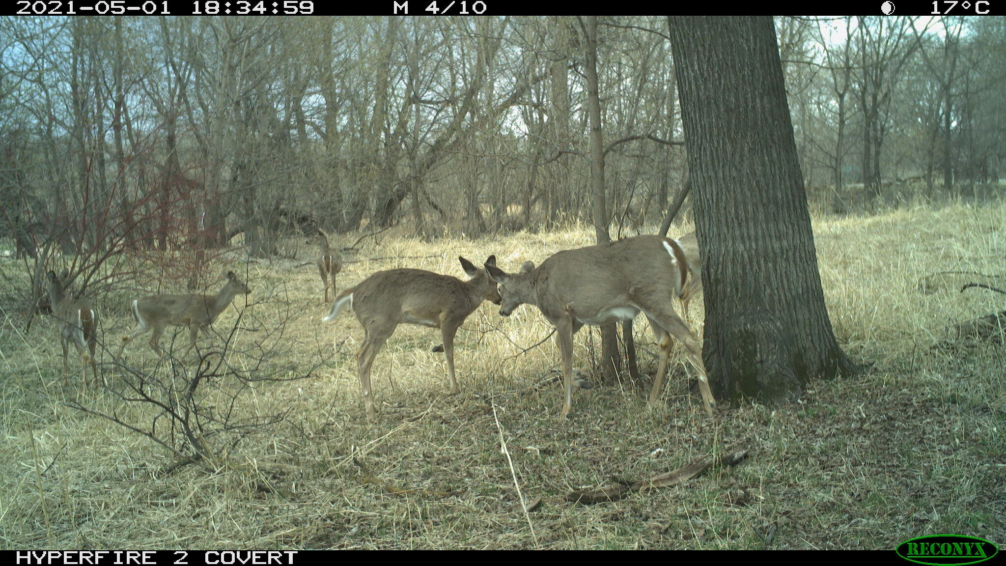 White-tailed deer, Odocoileus virginianus