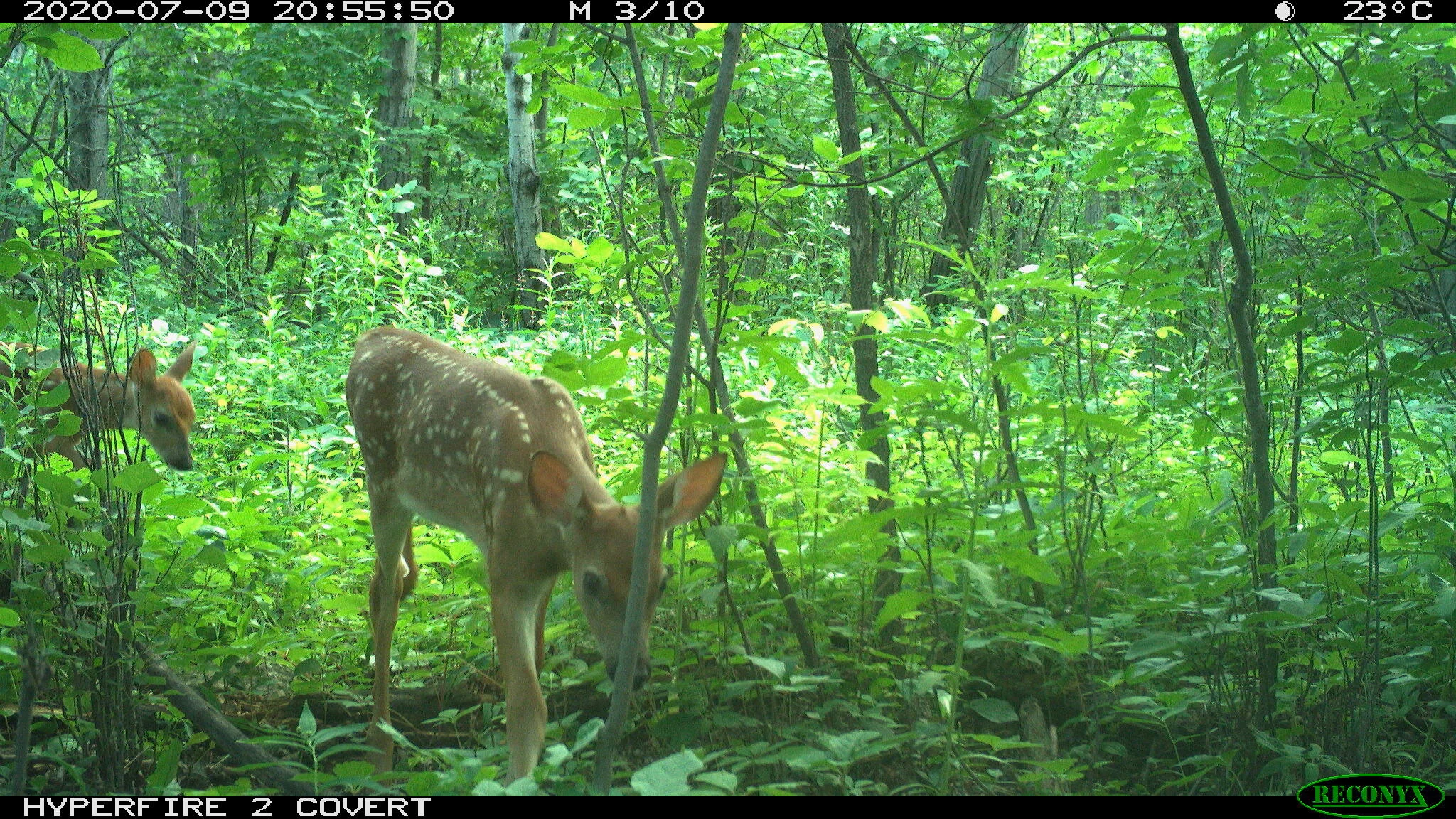 White-tailed deer, Odocoileus virginianus