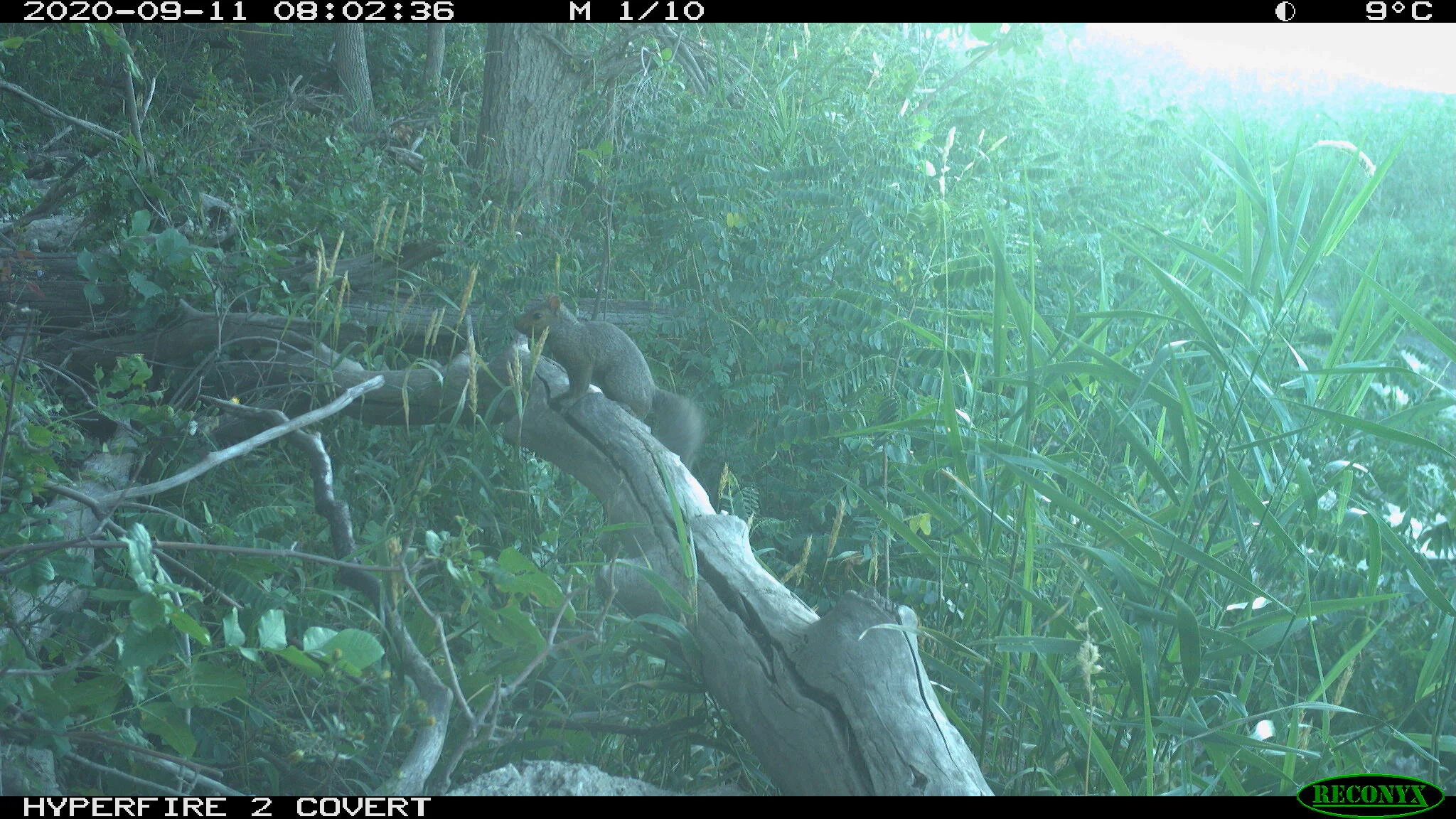 Eastern gray squirrel, Sciurus carolinensis