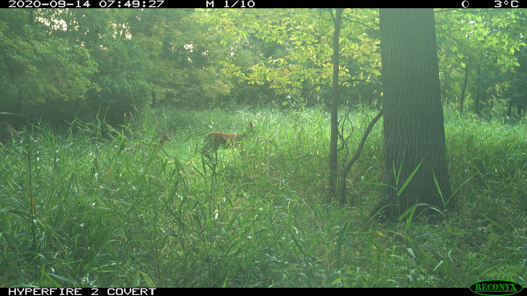 White-tailed deer, Odocoileus virginianus