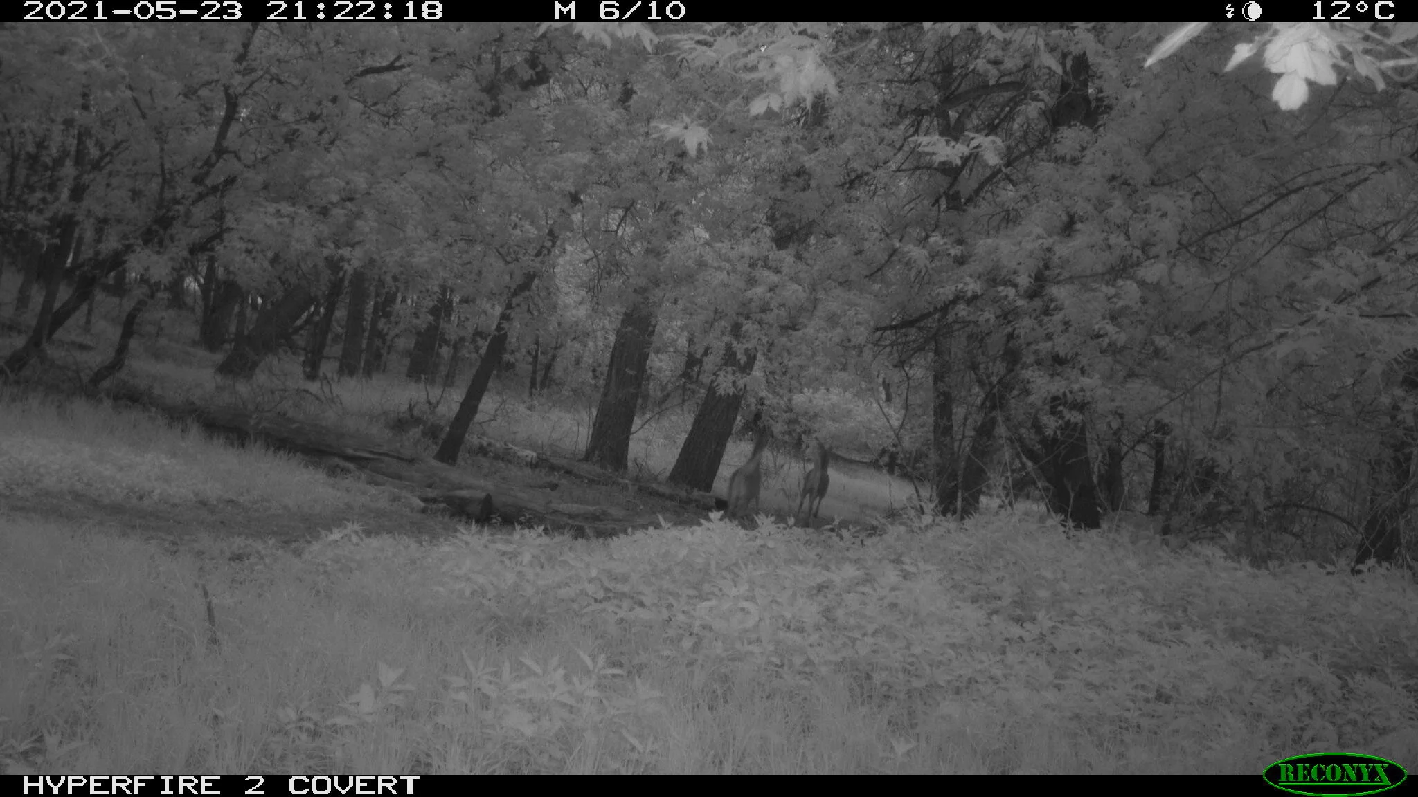 White-tailed deer, Odocoileus virginianus