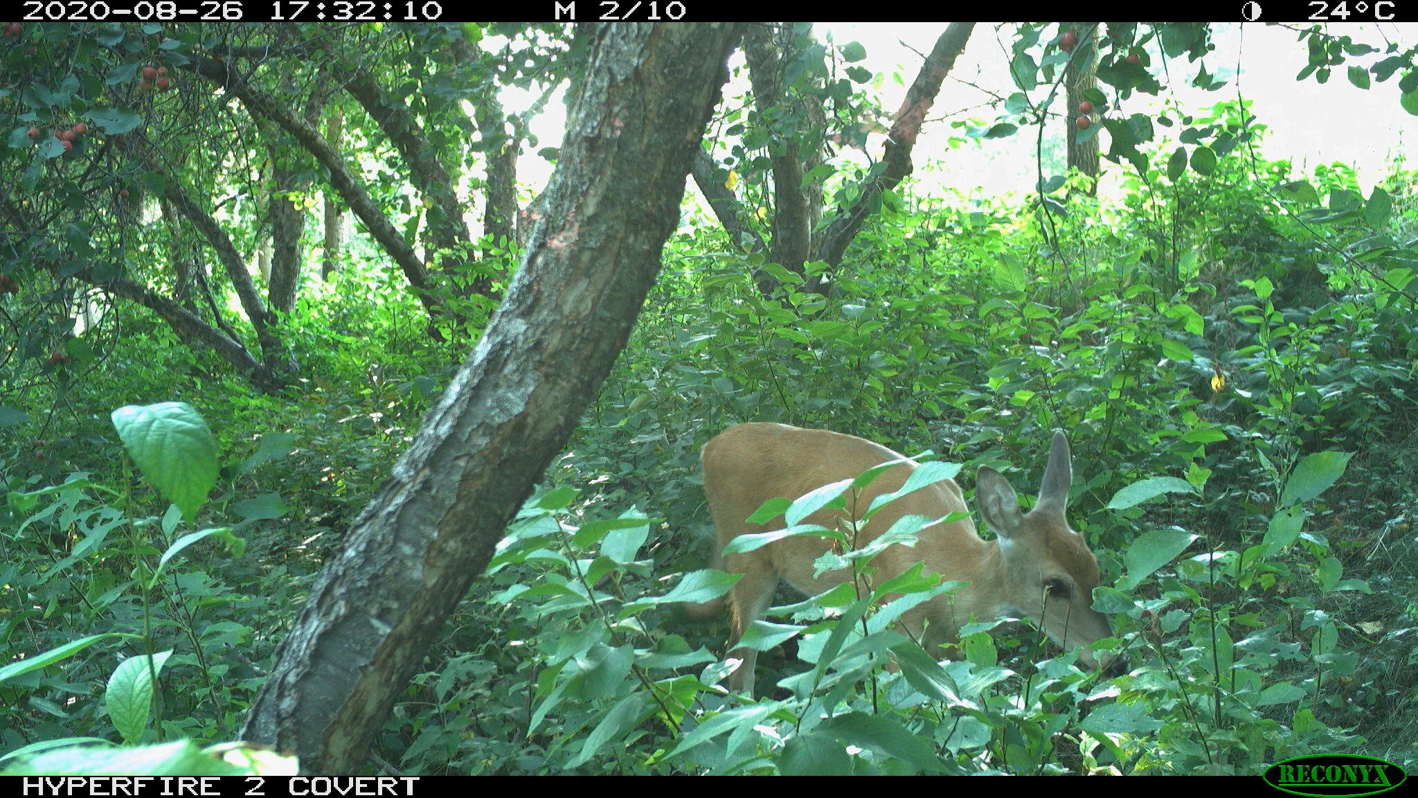 White-tailed deer, Odocoileus virginianus