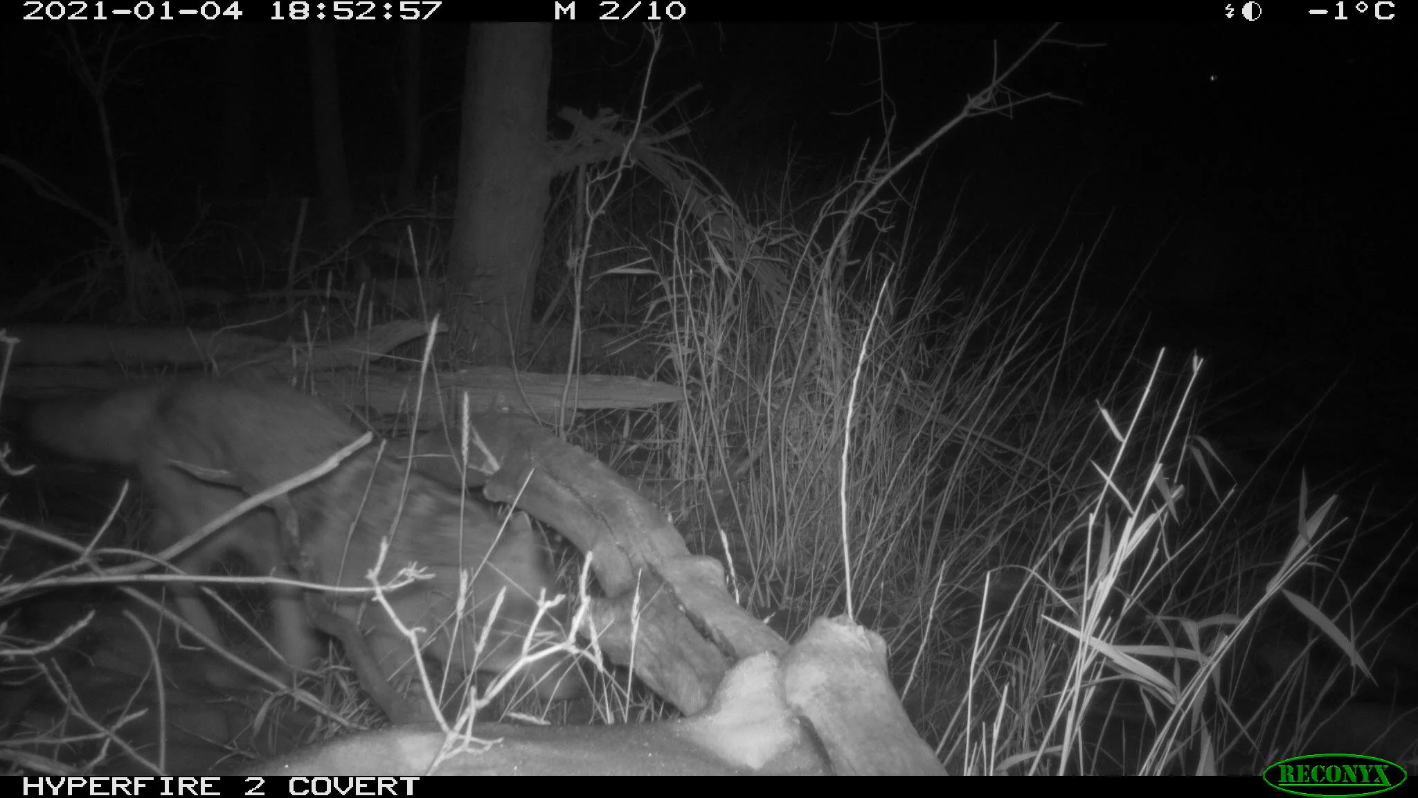 Coyote, Canis latrans