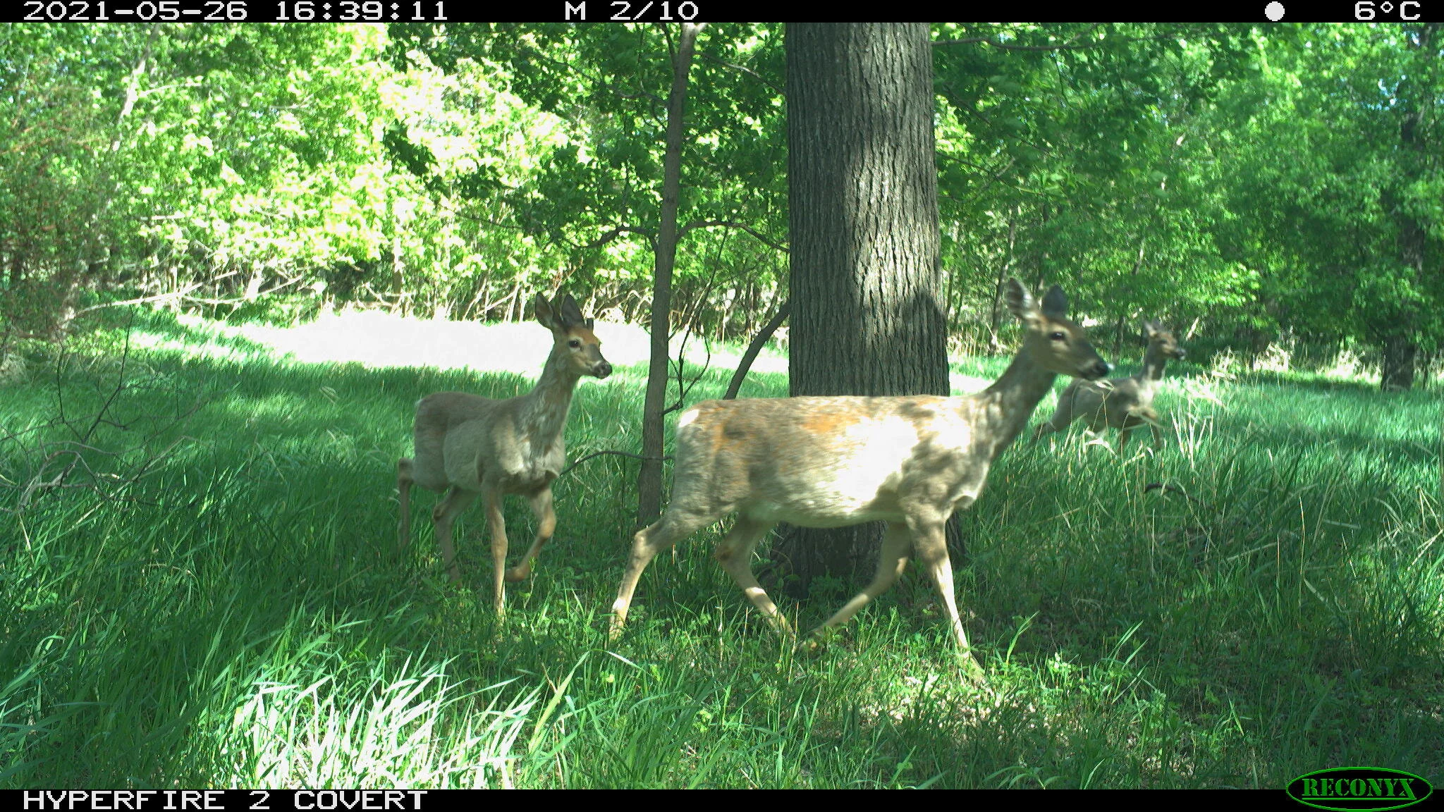 White-tailed deer, Odocoileus virginianus