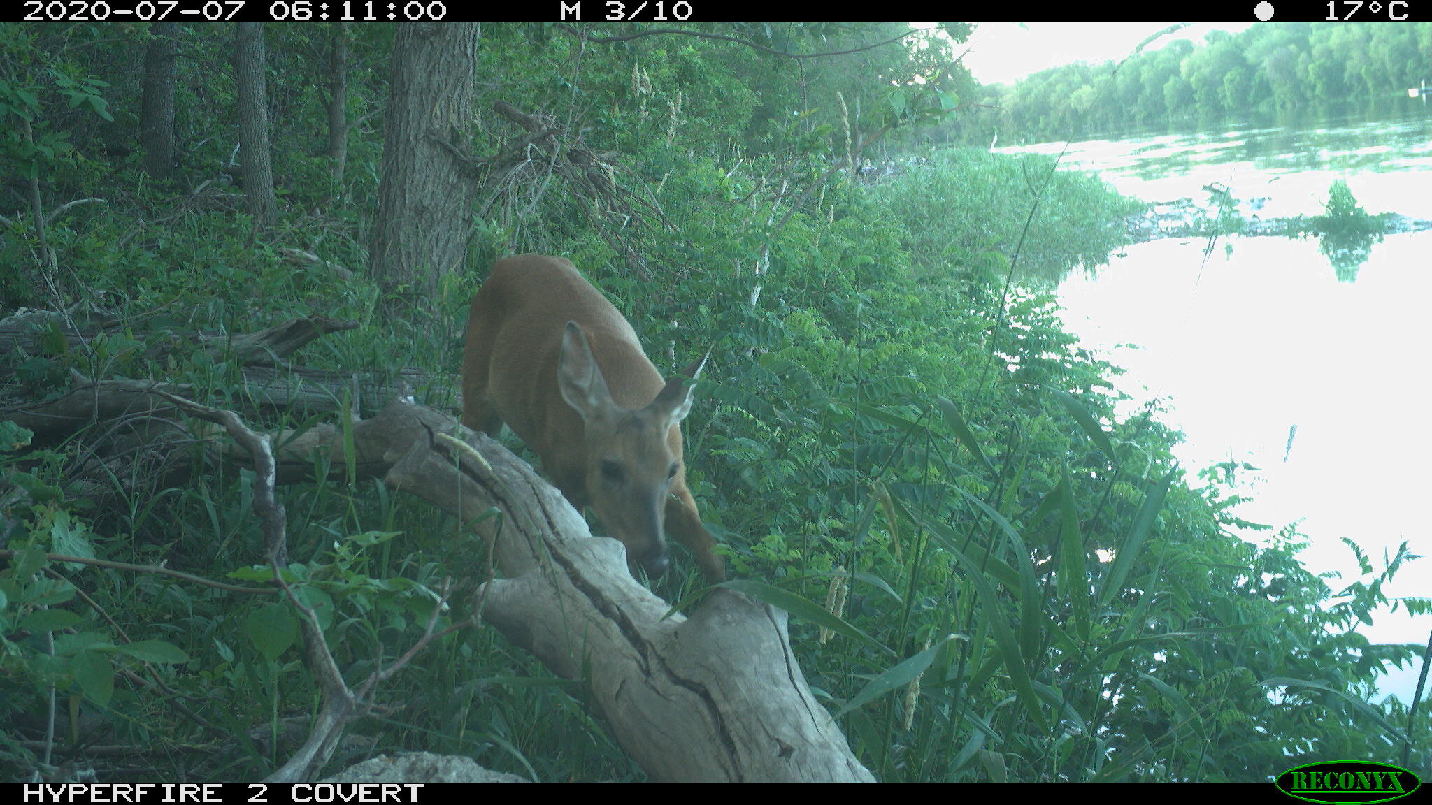 White-tailed deer, Odocoileus virginianus