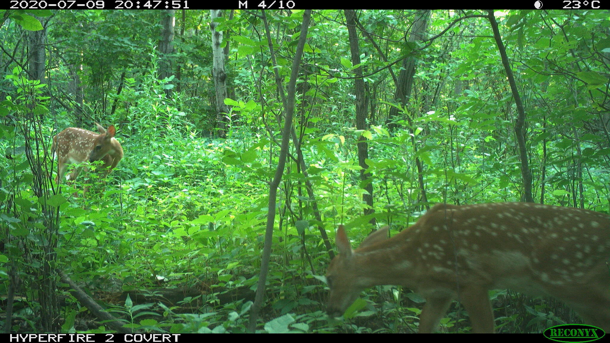 White-tailed deer, Odocoileus virginianus