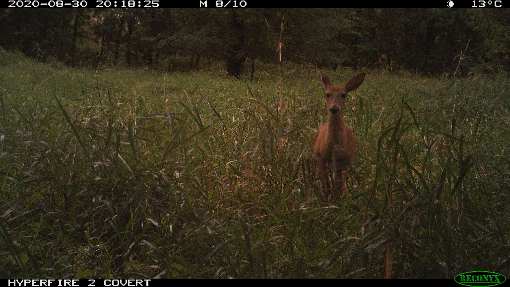 White-tailed deer, Odocoileus virginianus