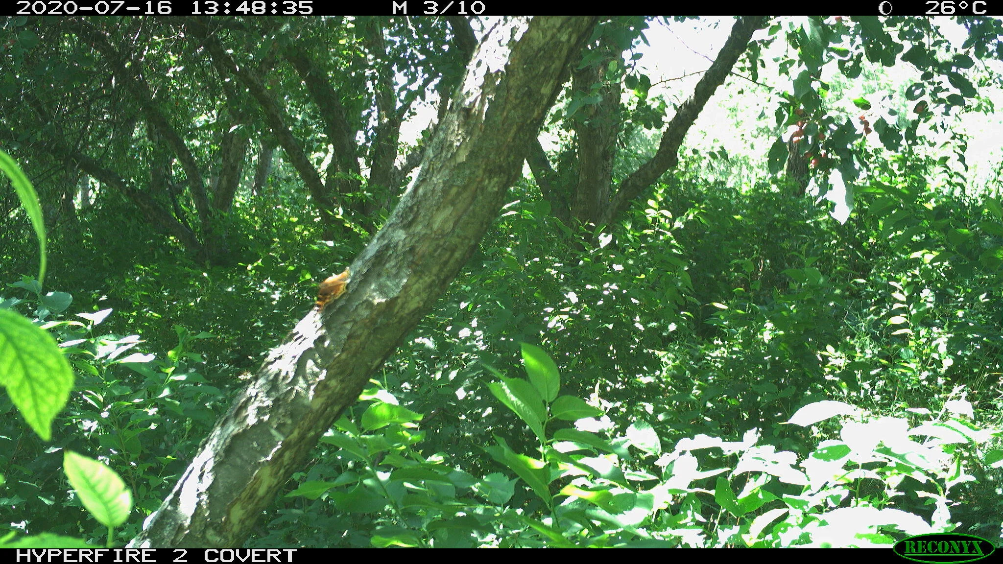 Polyphemus moth, Antheraea polyphemus