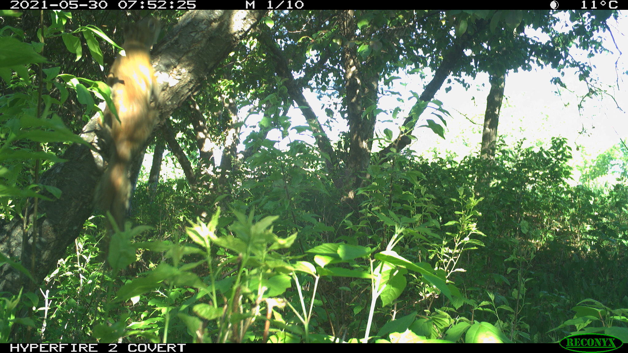 Red squirrel, Tamiasciurus hudsonicus