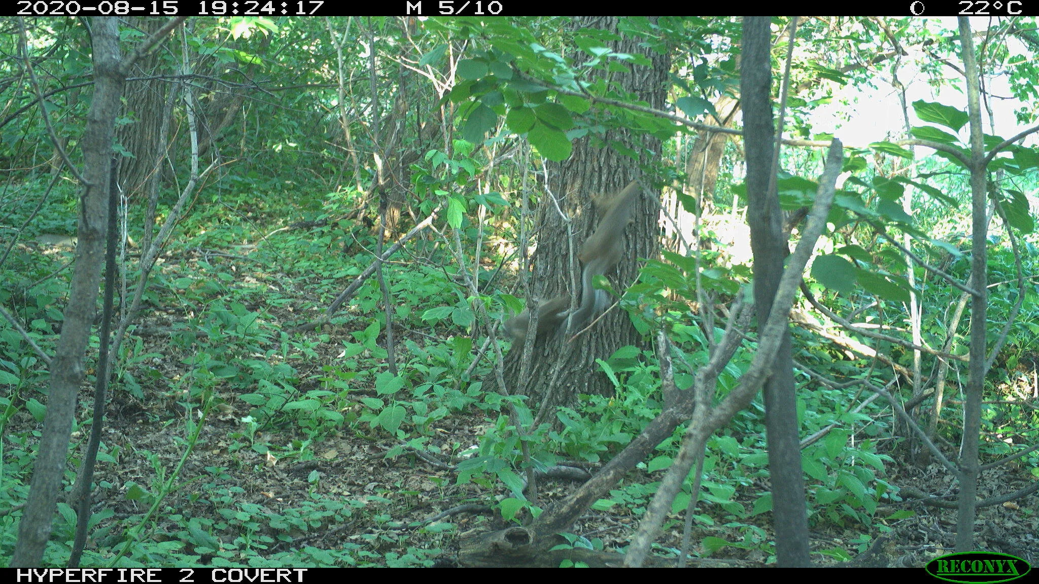 Eastern gray squirrel, Sciurus carolinensis