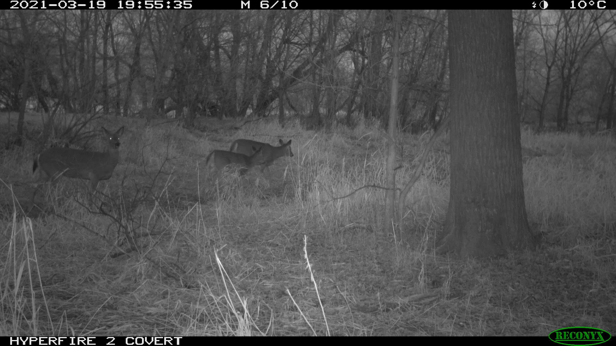 White-tailed deer, Odocoileus virginianus