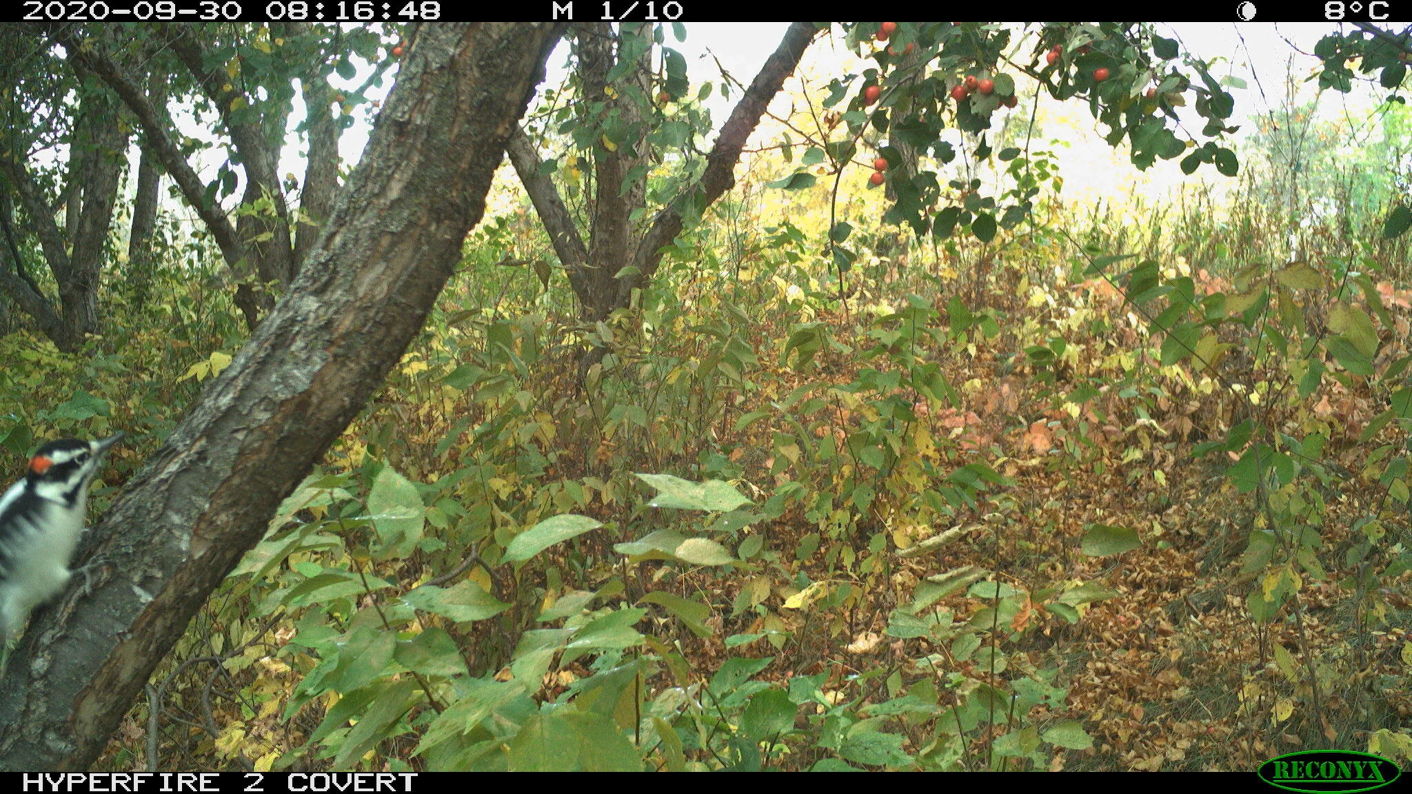 Downy woodpecker, Picoides pubescens