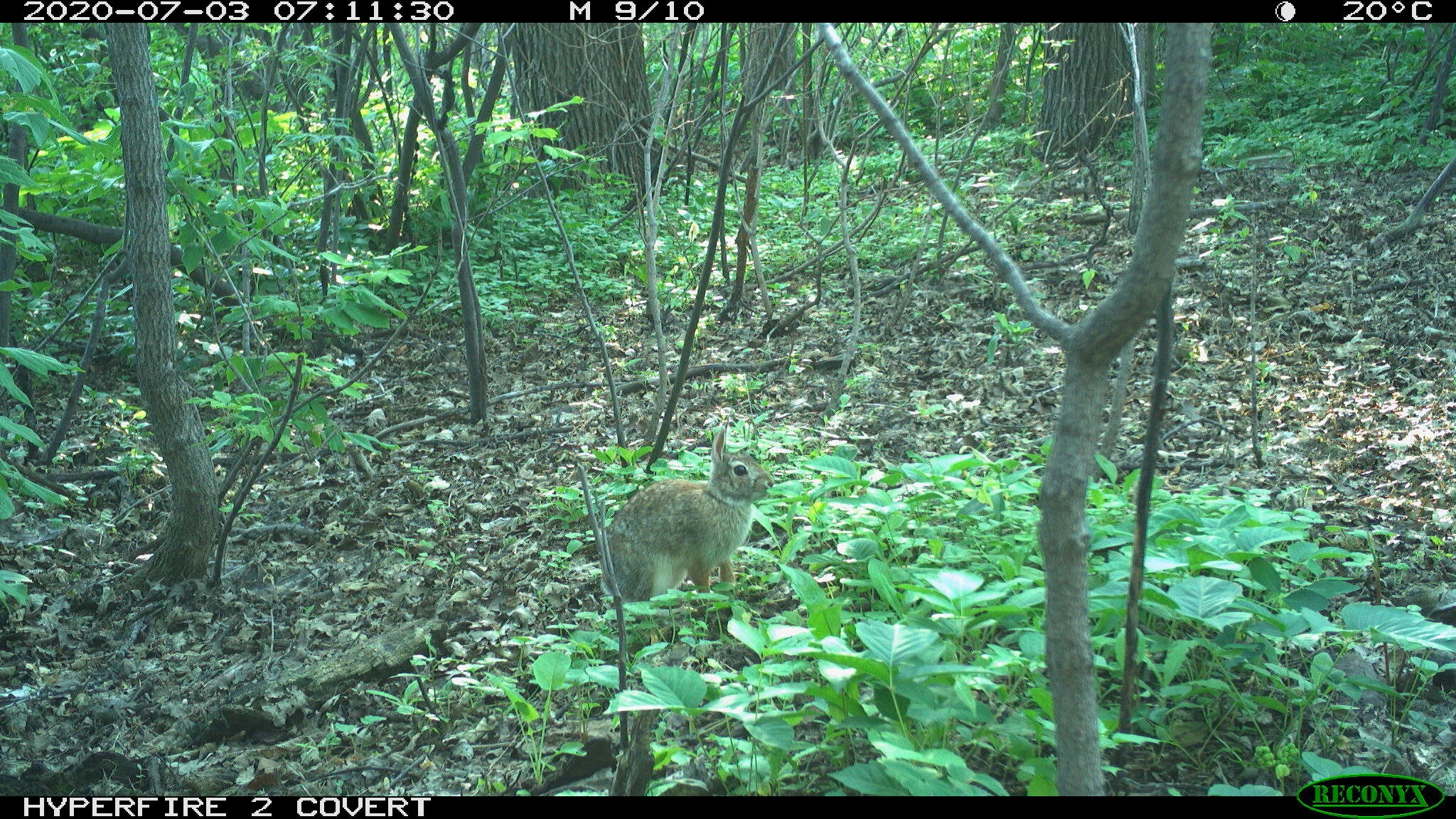 Eastern cottontail rabbit, Sylvilagus floridanus