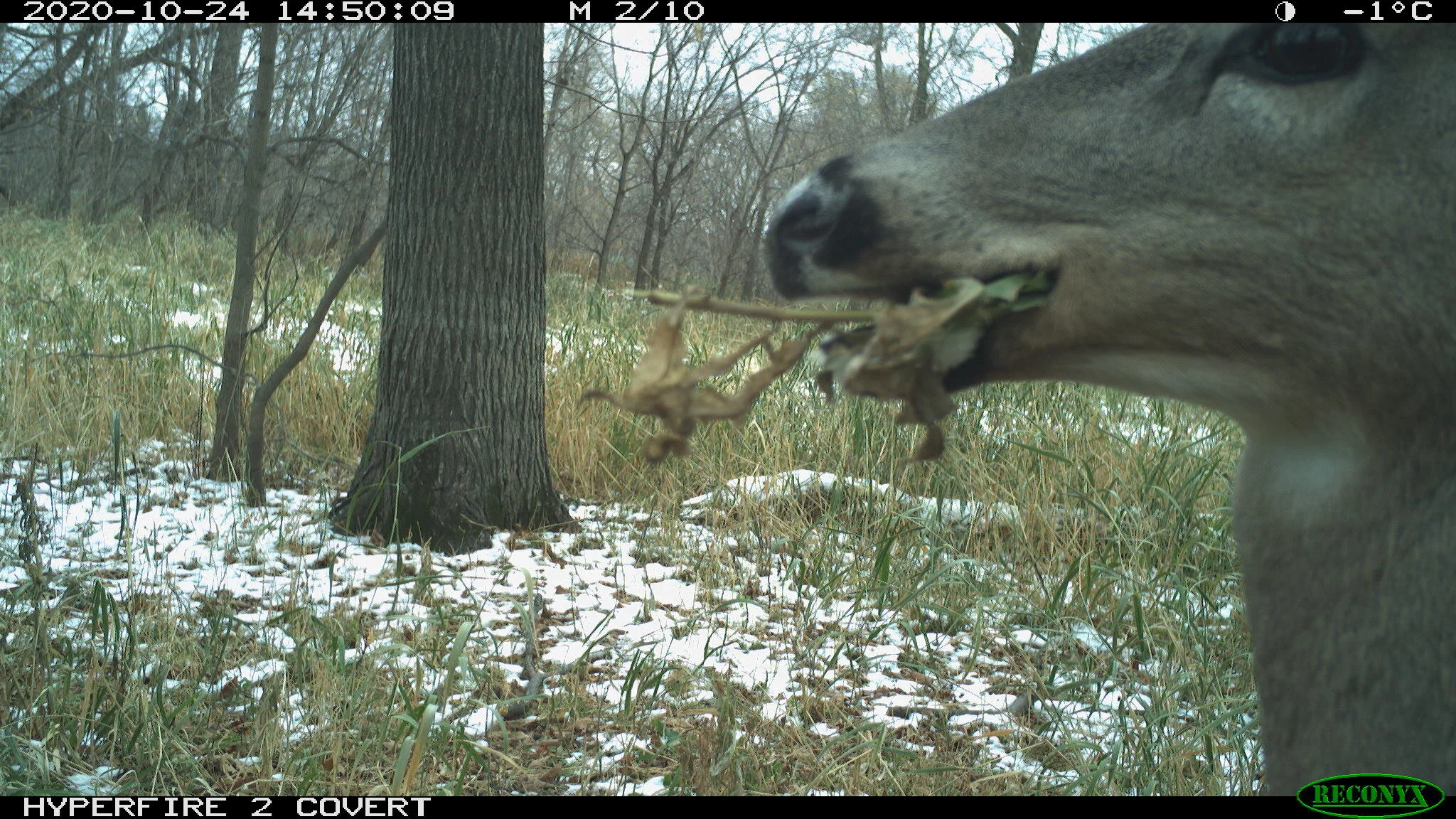 White-tailed deer, Odocoileus virginianus