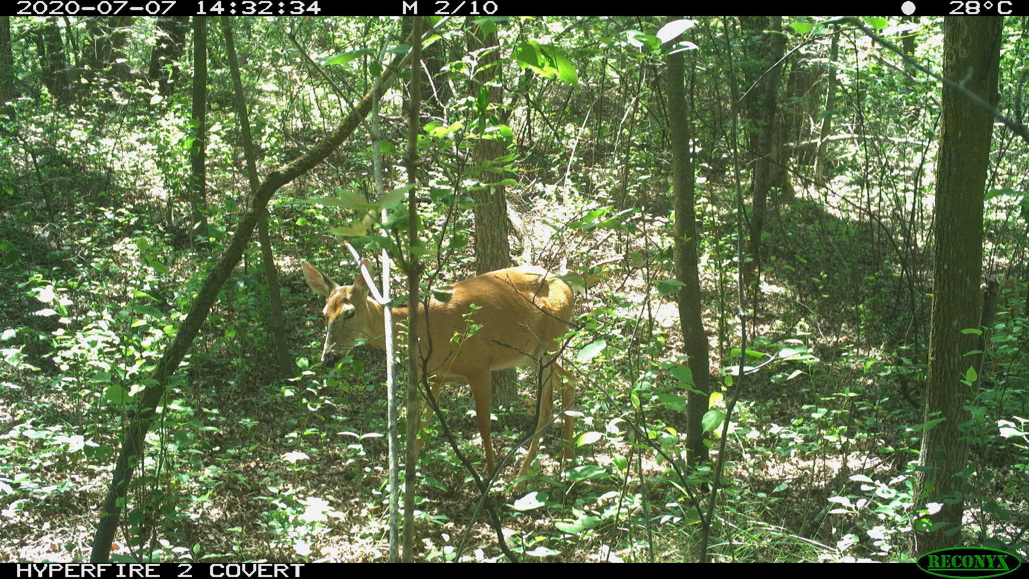 White-tailed deer, Odocoileus virginianus