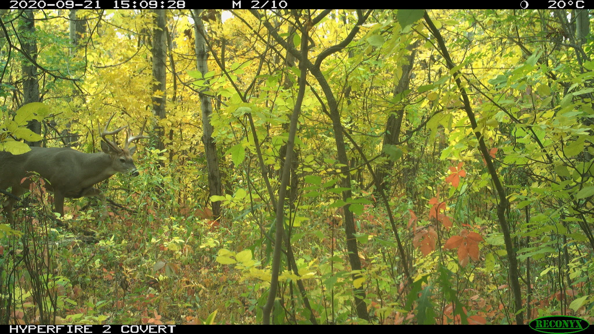 White-tailed deer, Odocoileus virginianus