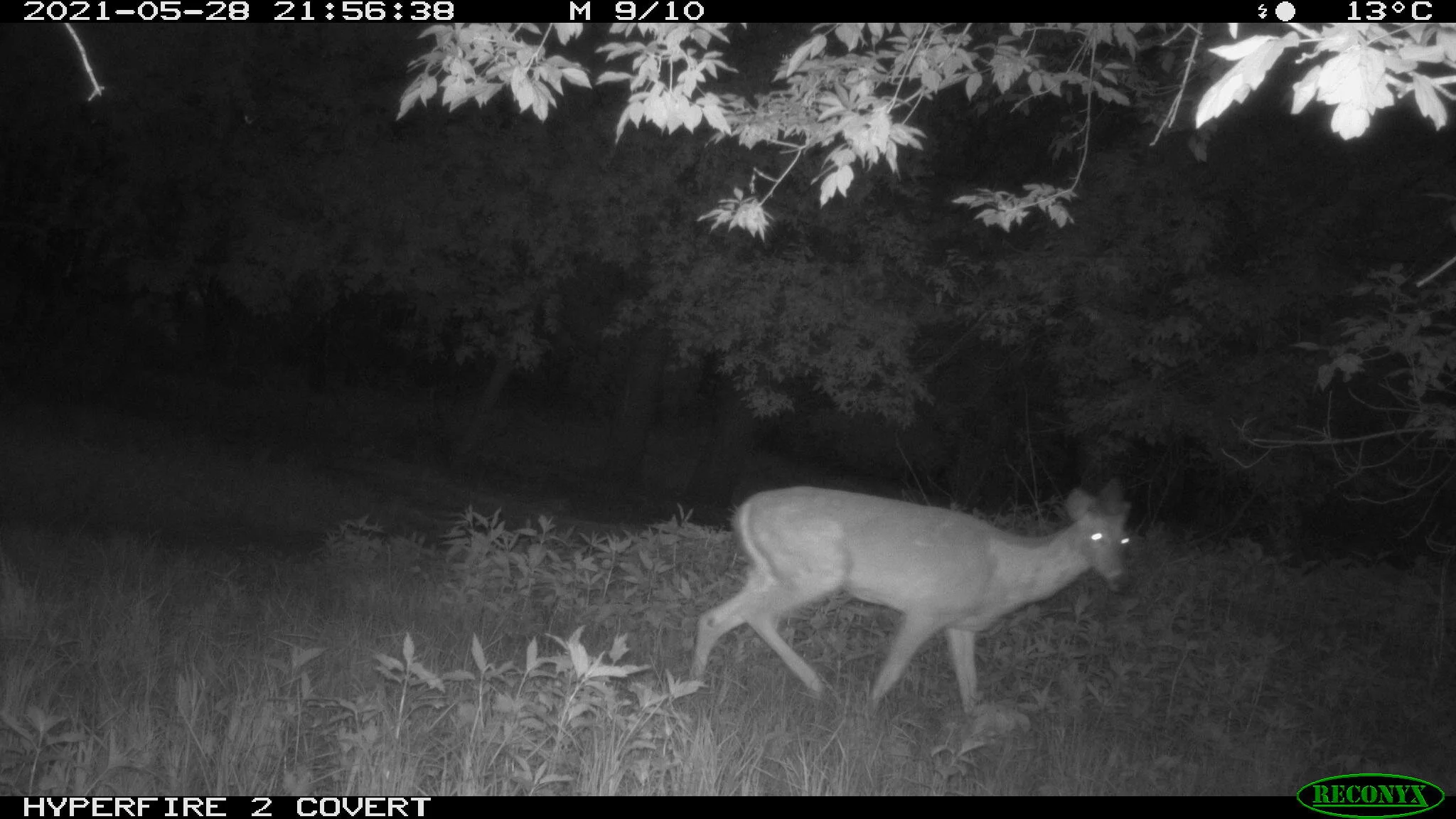 White-tailed deer, Odocoileus virginianus