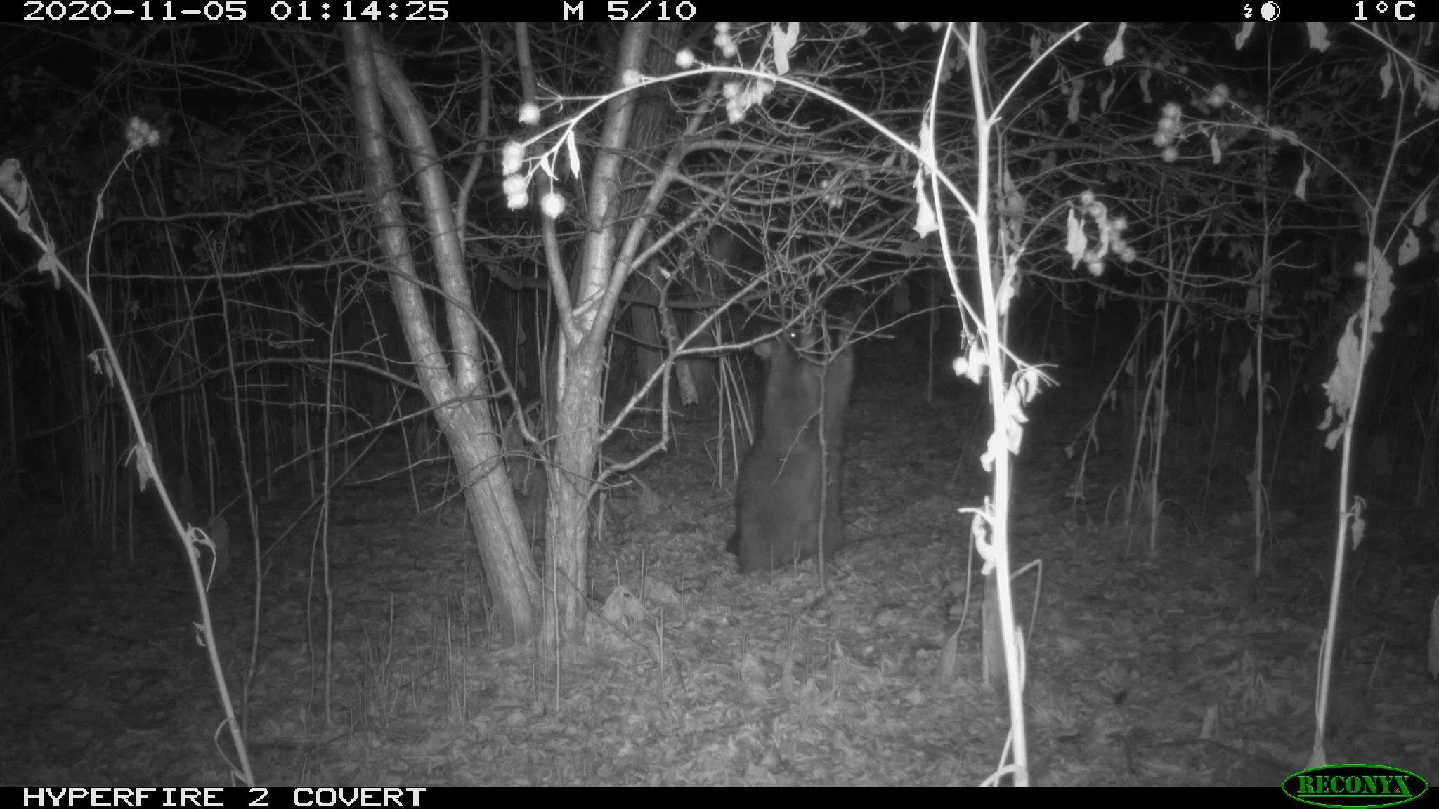 Northern raccoon, Procyon lotor