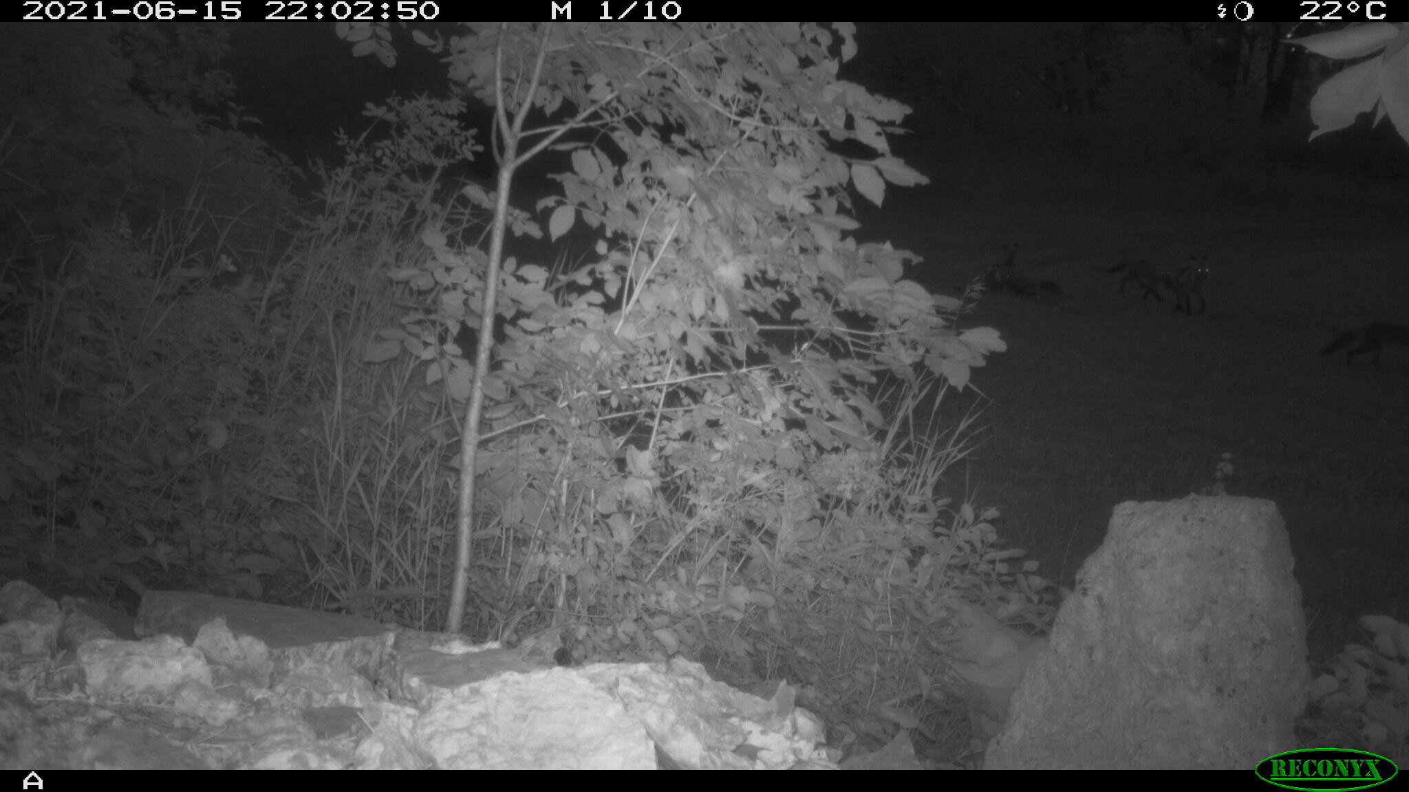 Red fox, Vulpes vulpes